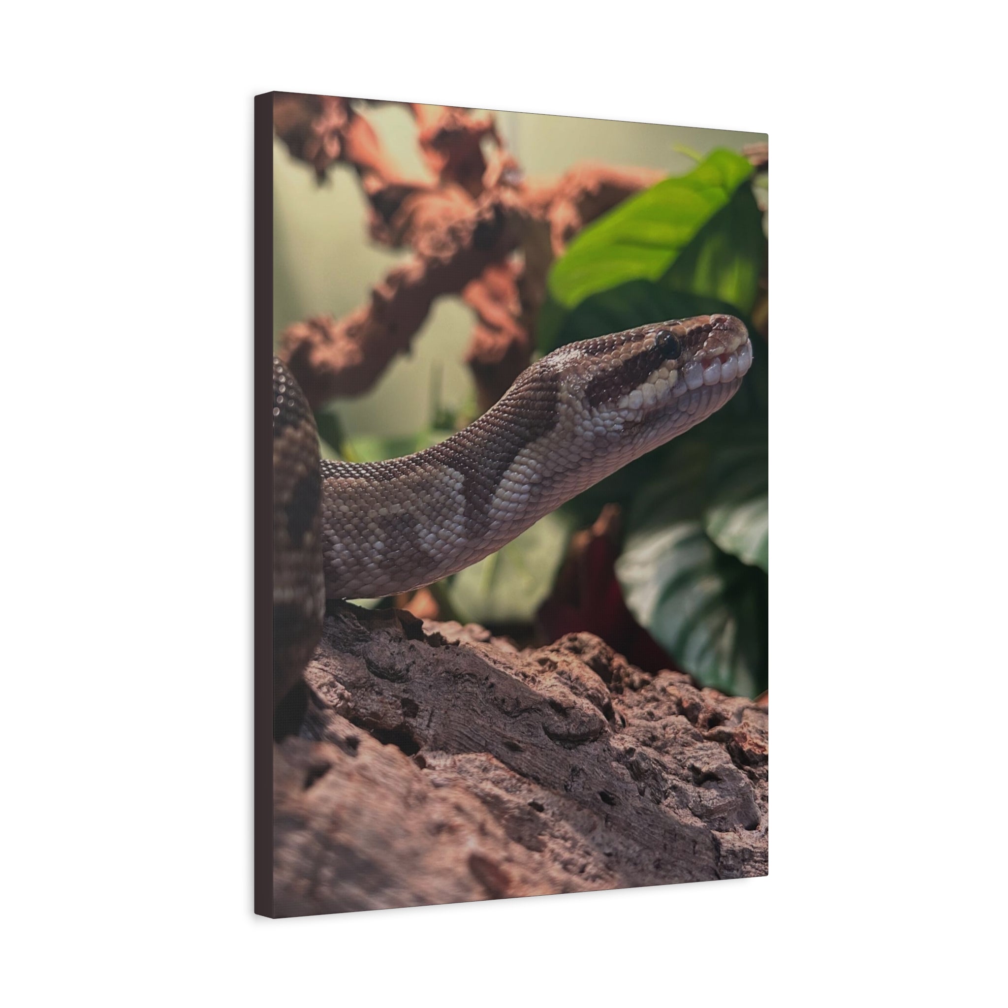 Ball Python Wildlife Matte Stretched Canvas Print — Reptile Wall Art