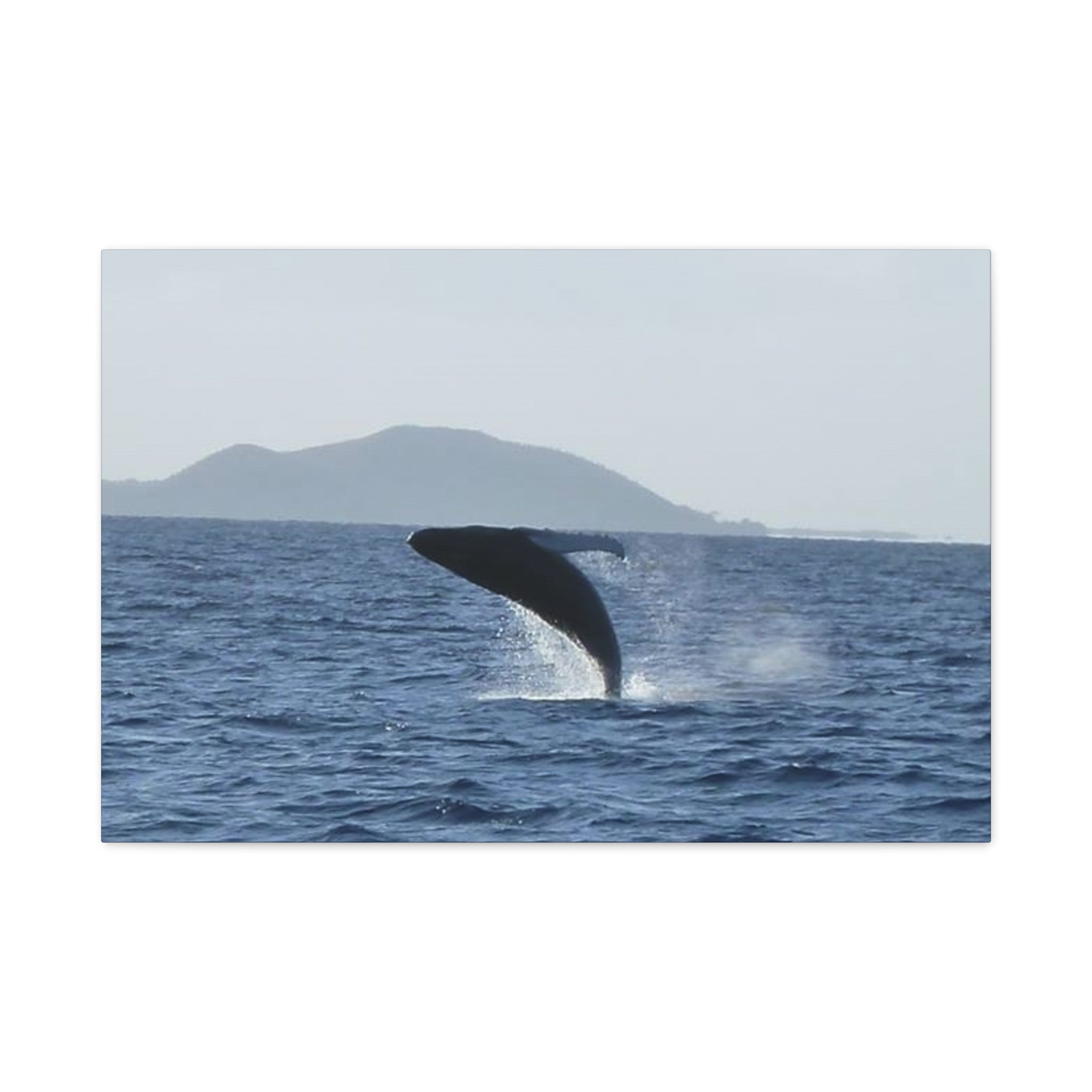 Humpback Whale Breach Matte Canvas Wall Art