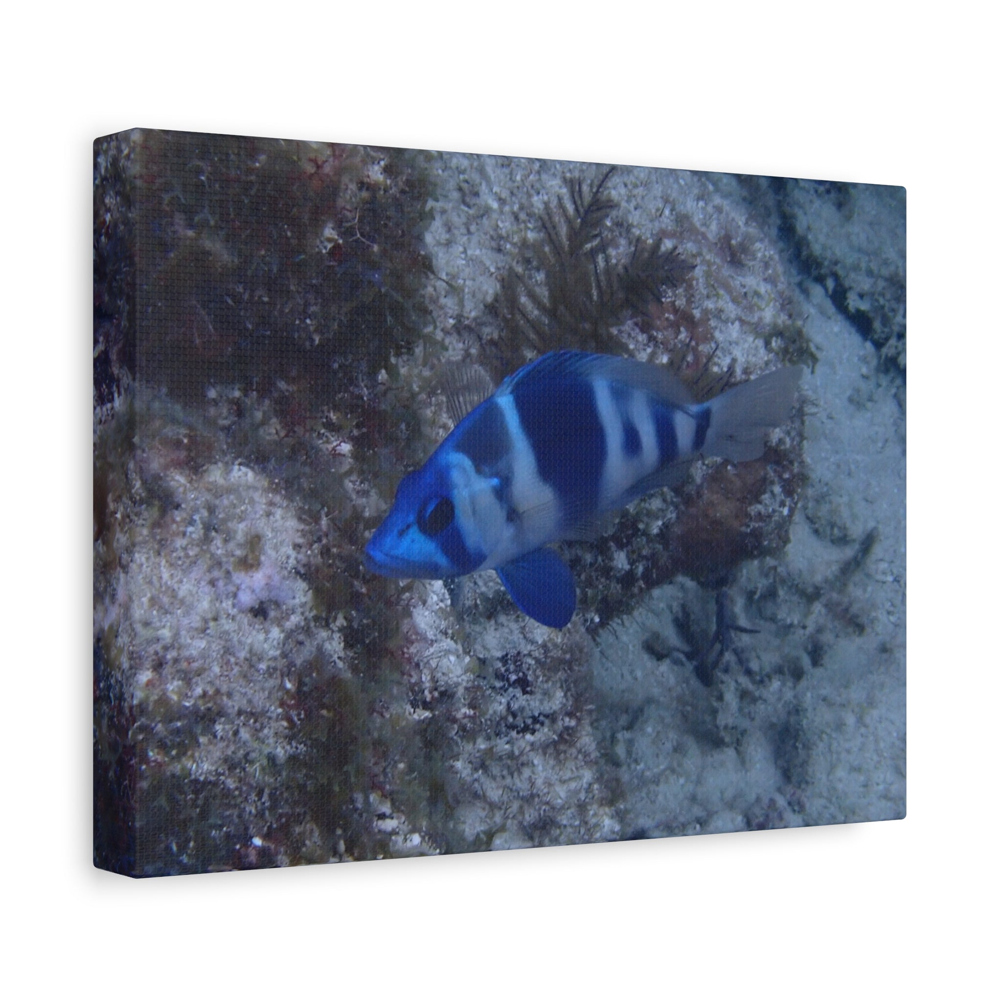 Indigo Hamlet Canvas Print — Underwater Matte Stretched Wall Art