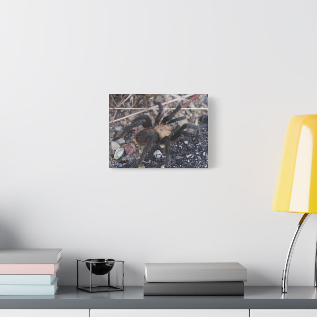 Tarantula Canvas Print — Matte Stretched Wall Art
