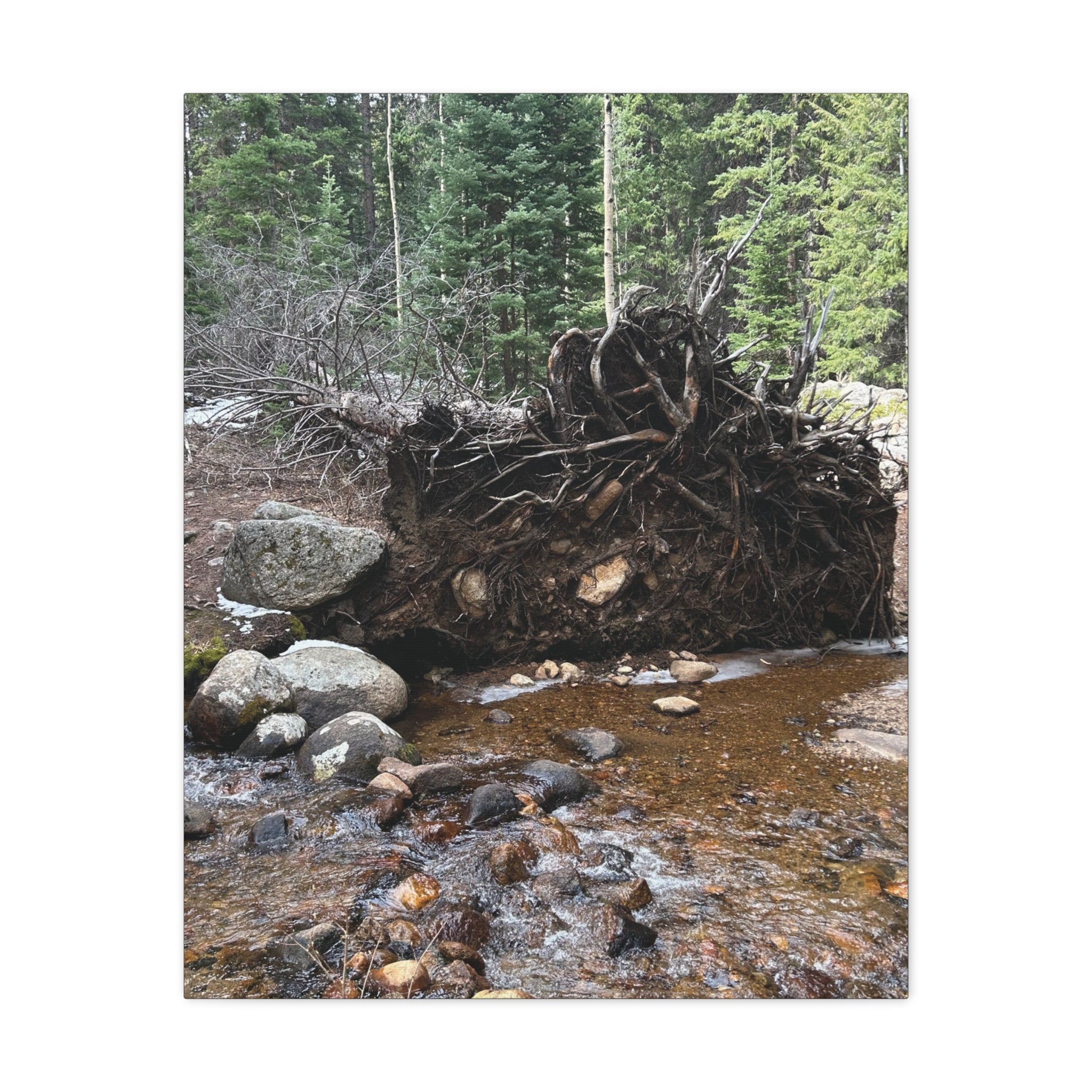 Riverbank Forest Canvas Print – Matte Stretched Wall Art (1.25")