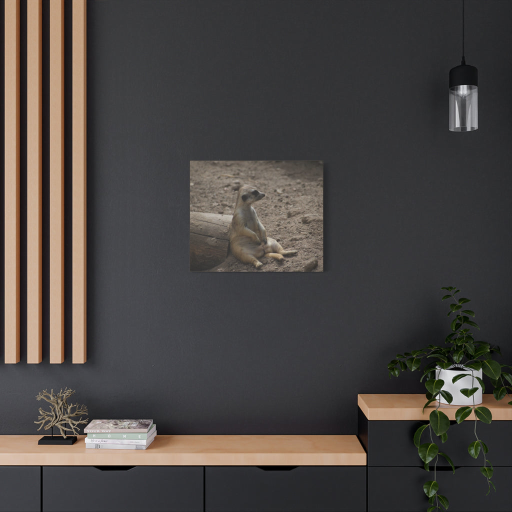 Relaxed Meerkat Matte Canvas Wall Art — Cute Animal Photo Print