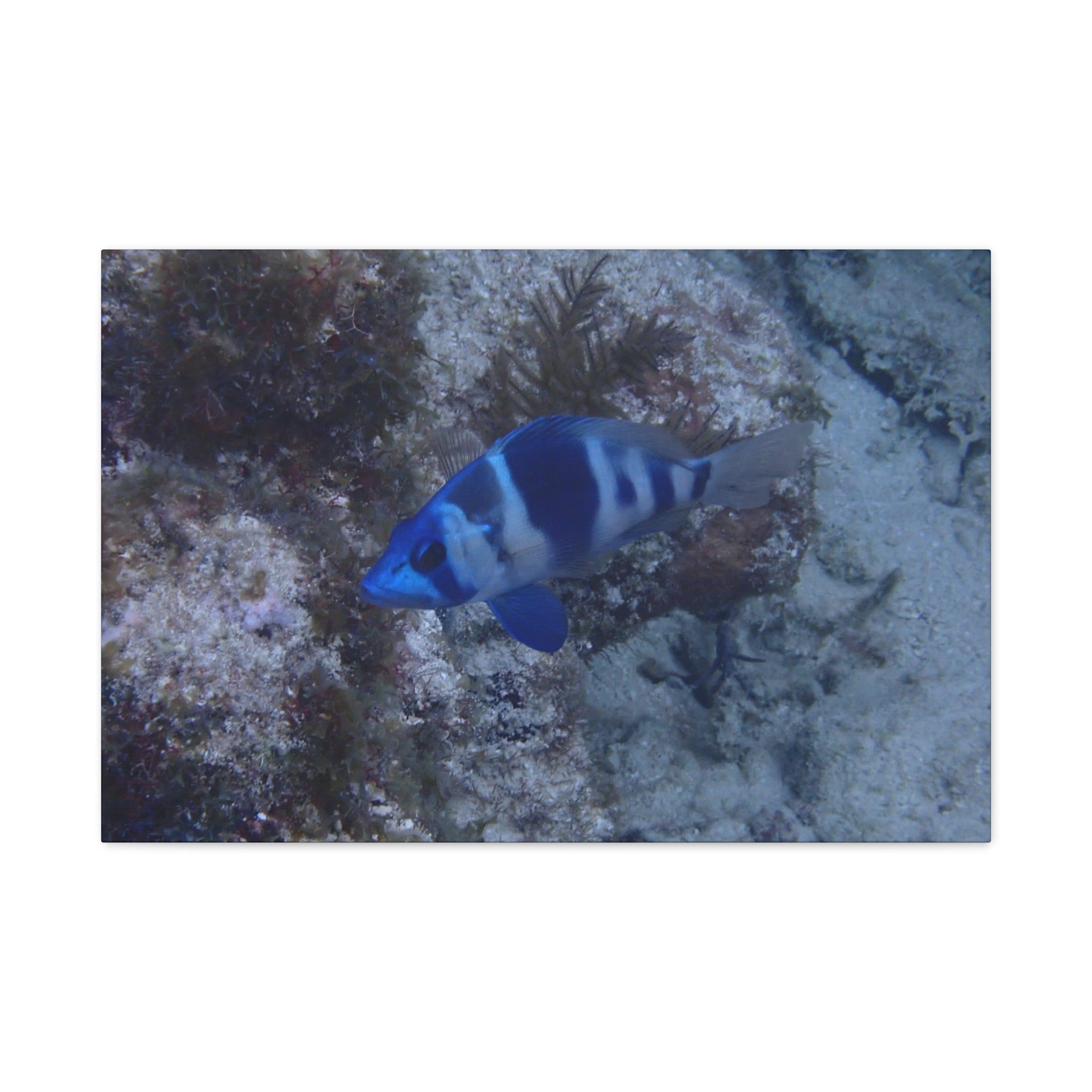 Indigo Hamlet Canvas Print — Underwater Matte Stretched Wall Art