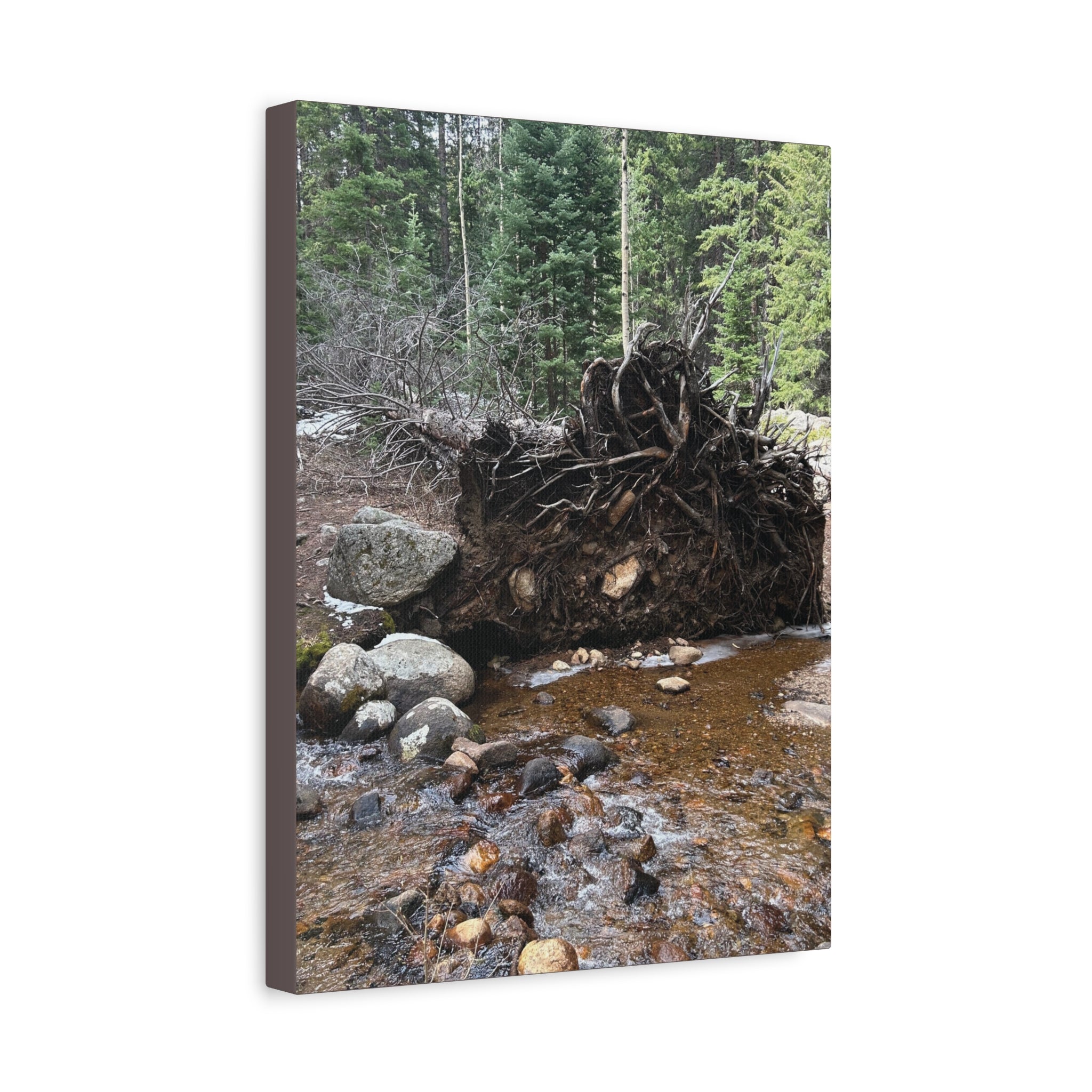 Riverbank Forest Canvas Print – Matte Stretched Wall Art (1.25")