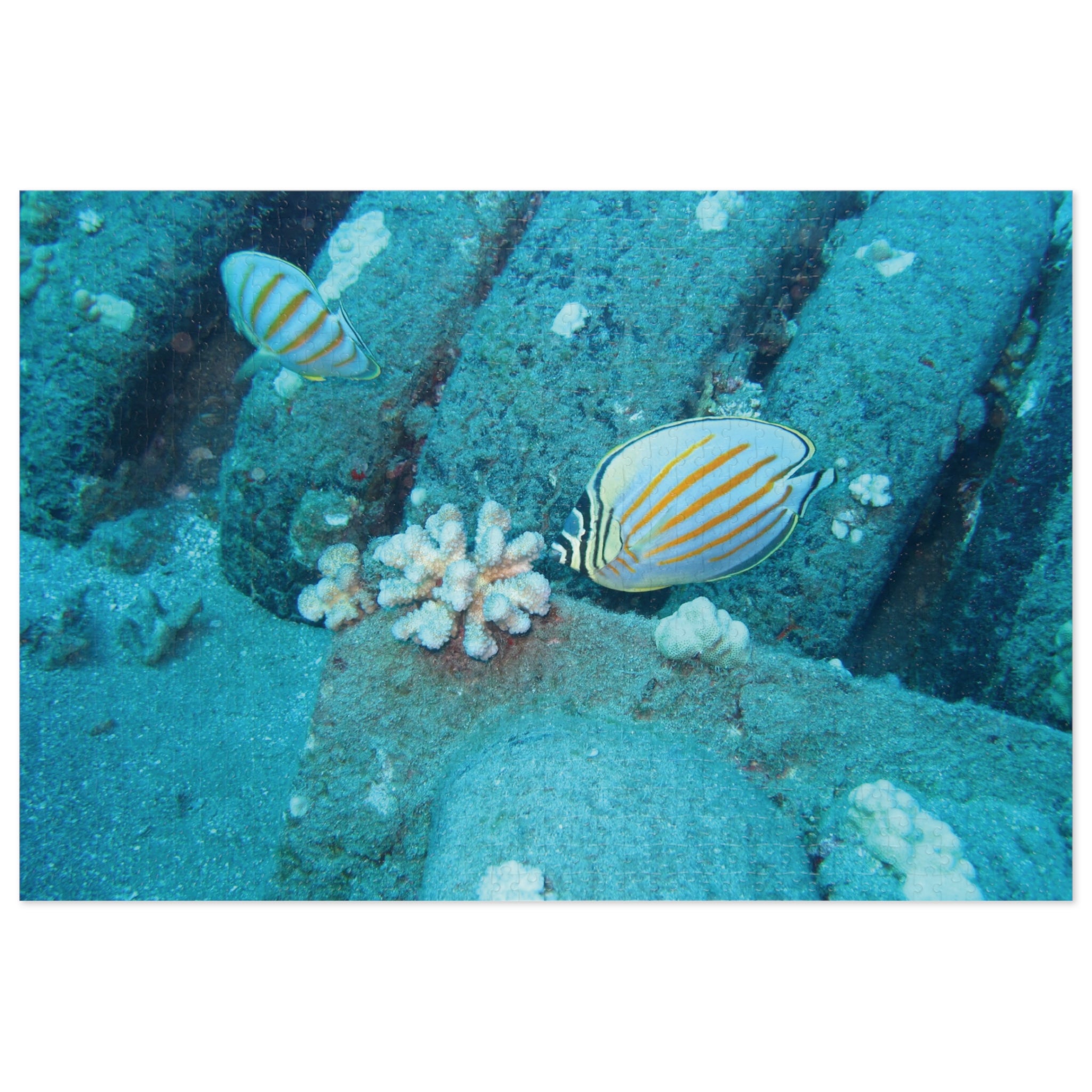 Underwater Butterflyfish Jigsaw Puzzle with Tin – Ocean Coral Reef