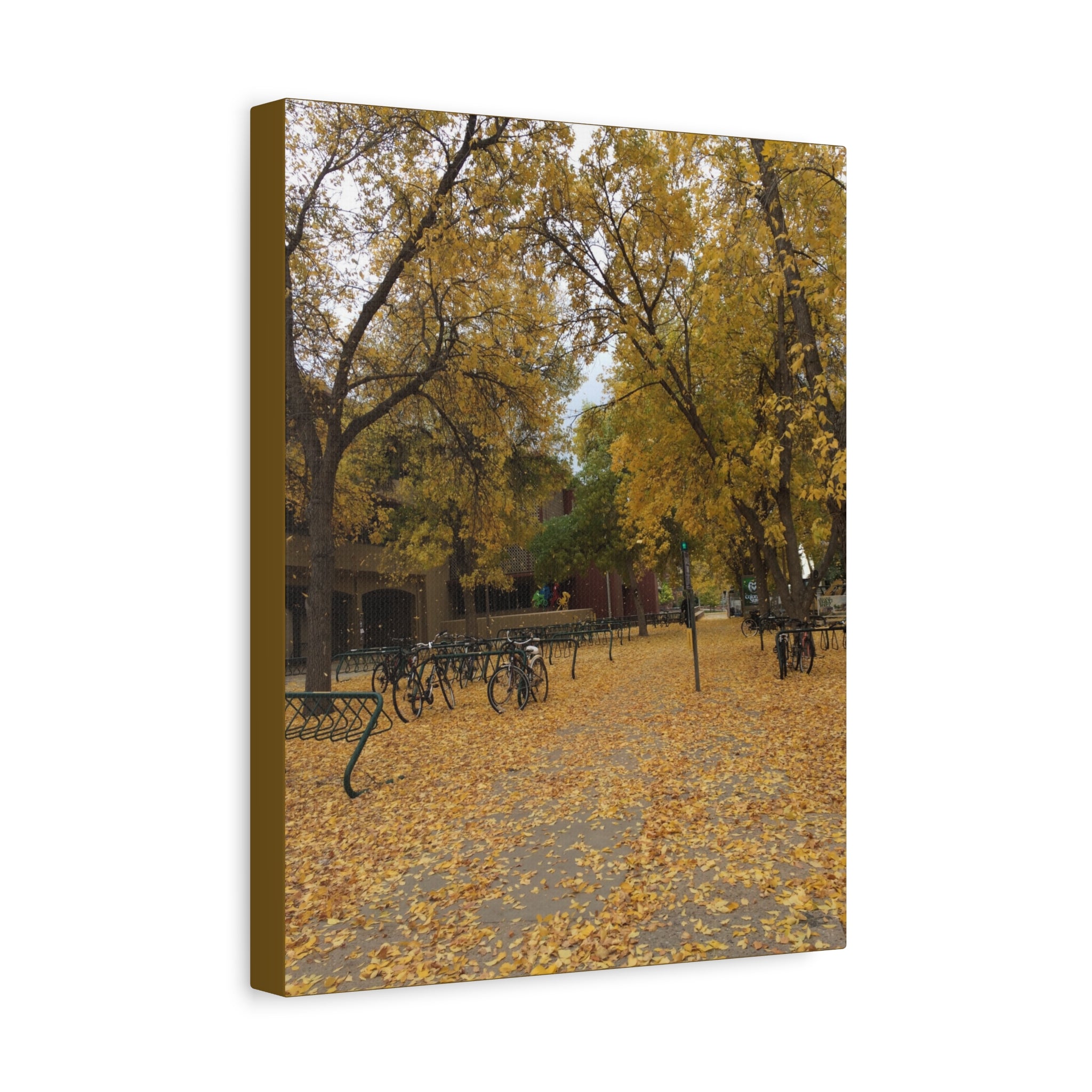 Autumn Campus Walk Matte Canvas Print