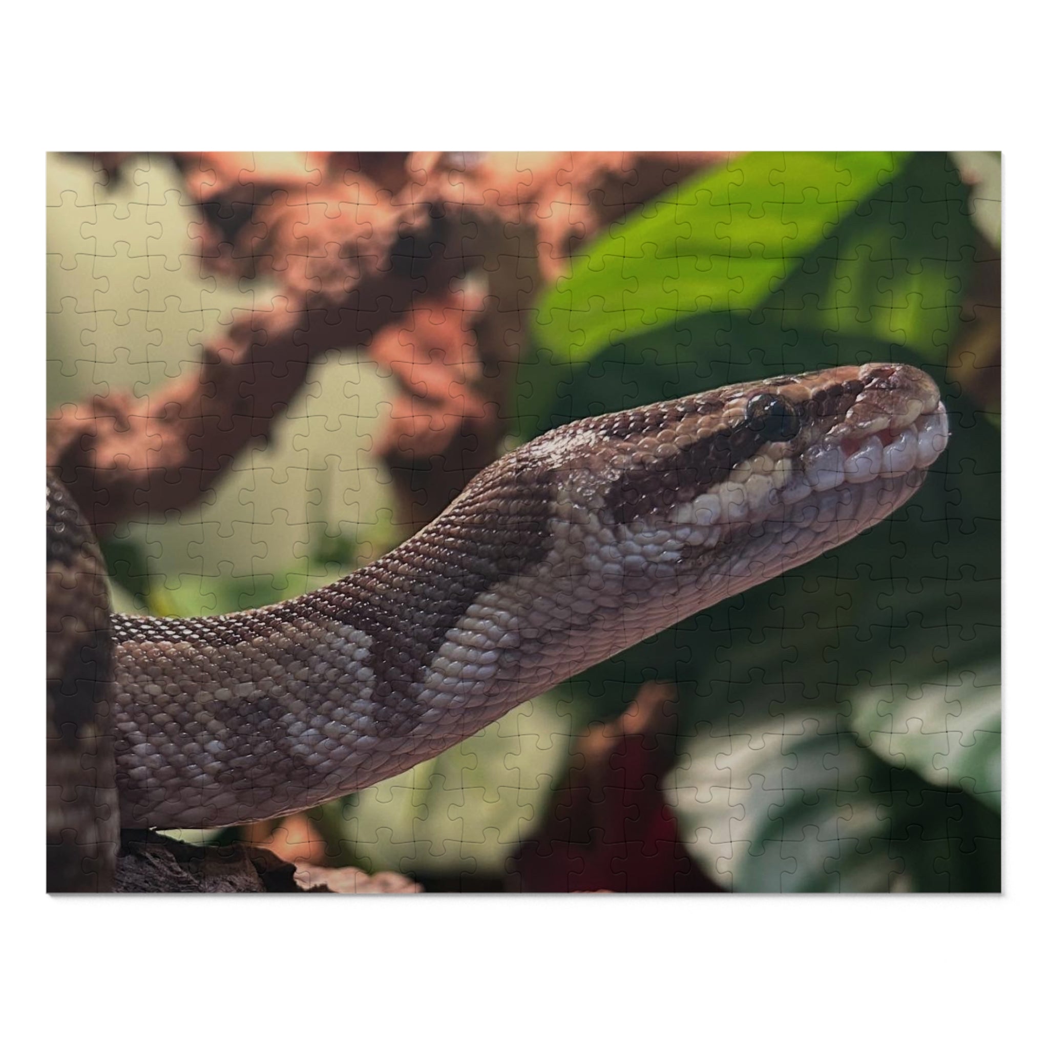 Snake Puzzle — Realistic Ball Python Jigsaw Puzzle with Tin