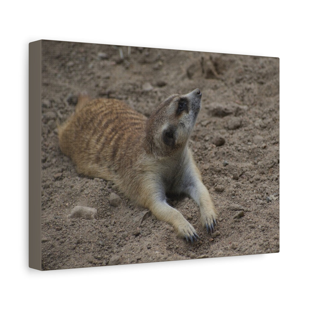 Meerkat Stretch Canvas Wall Art – Relaxed Desert Wildlife Print