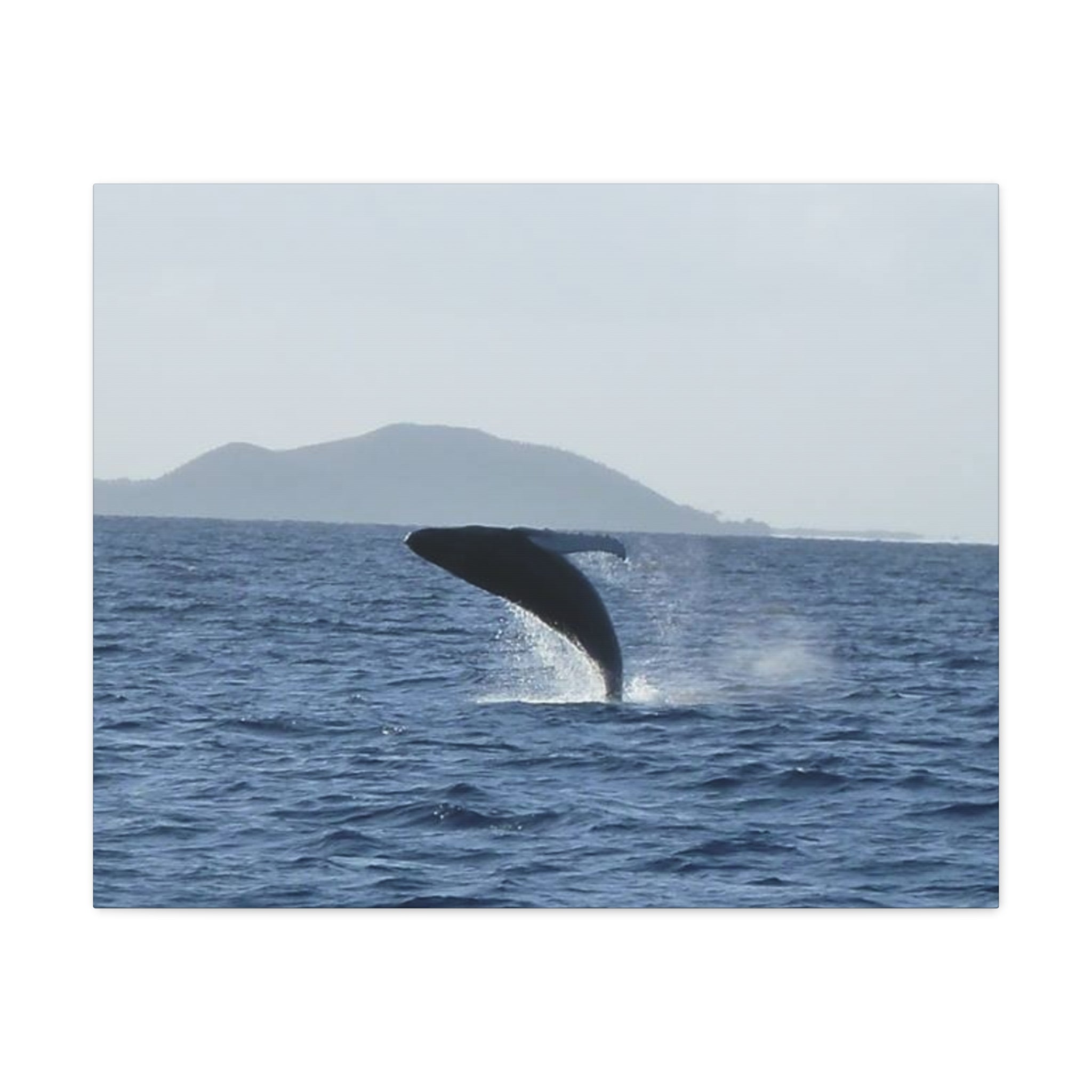 Humpback Whale Breach Matte Canvas Wall Art