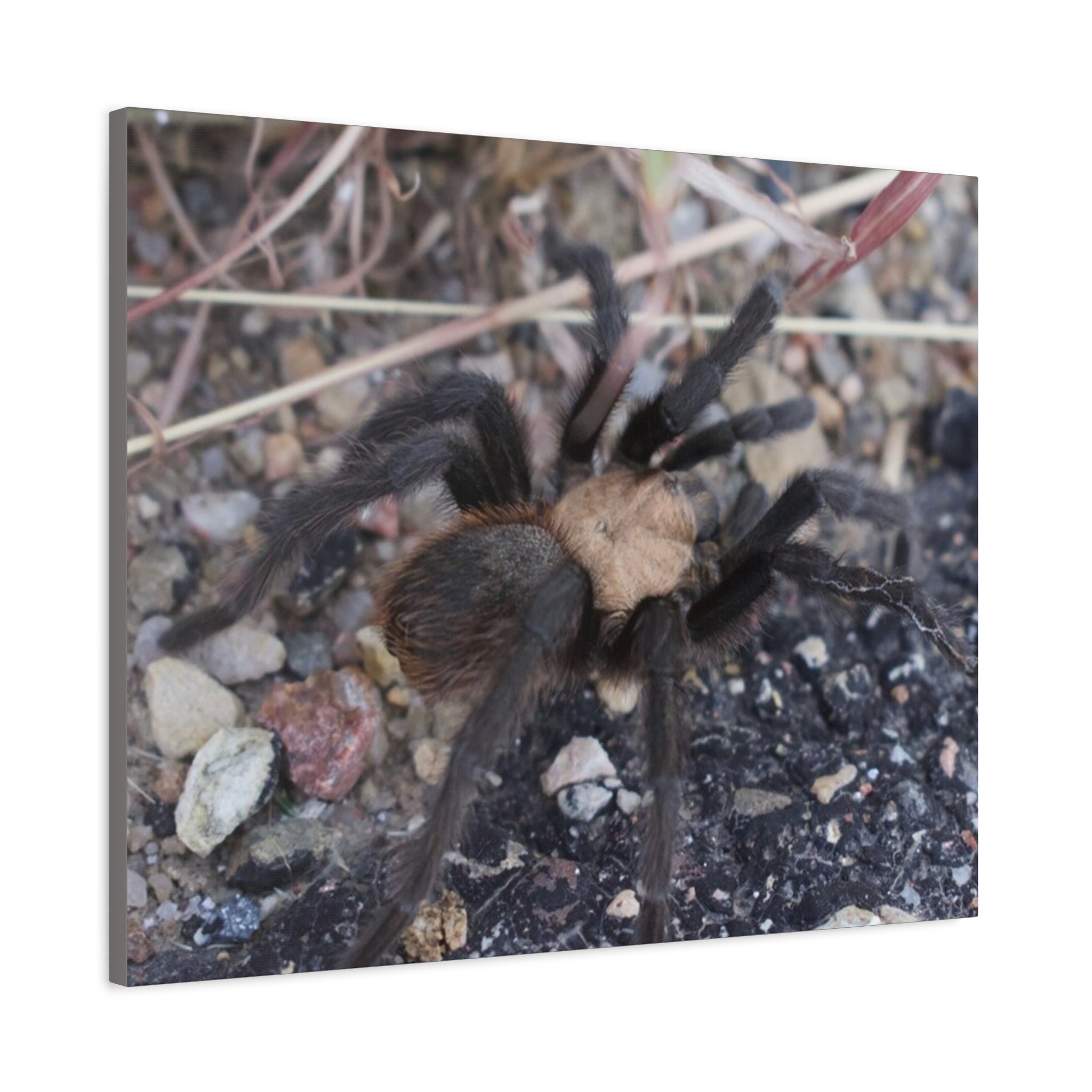Tarantula Canvas Print — Matte Stretched Wall Art