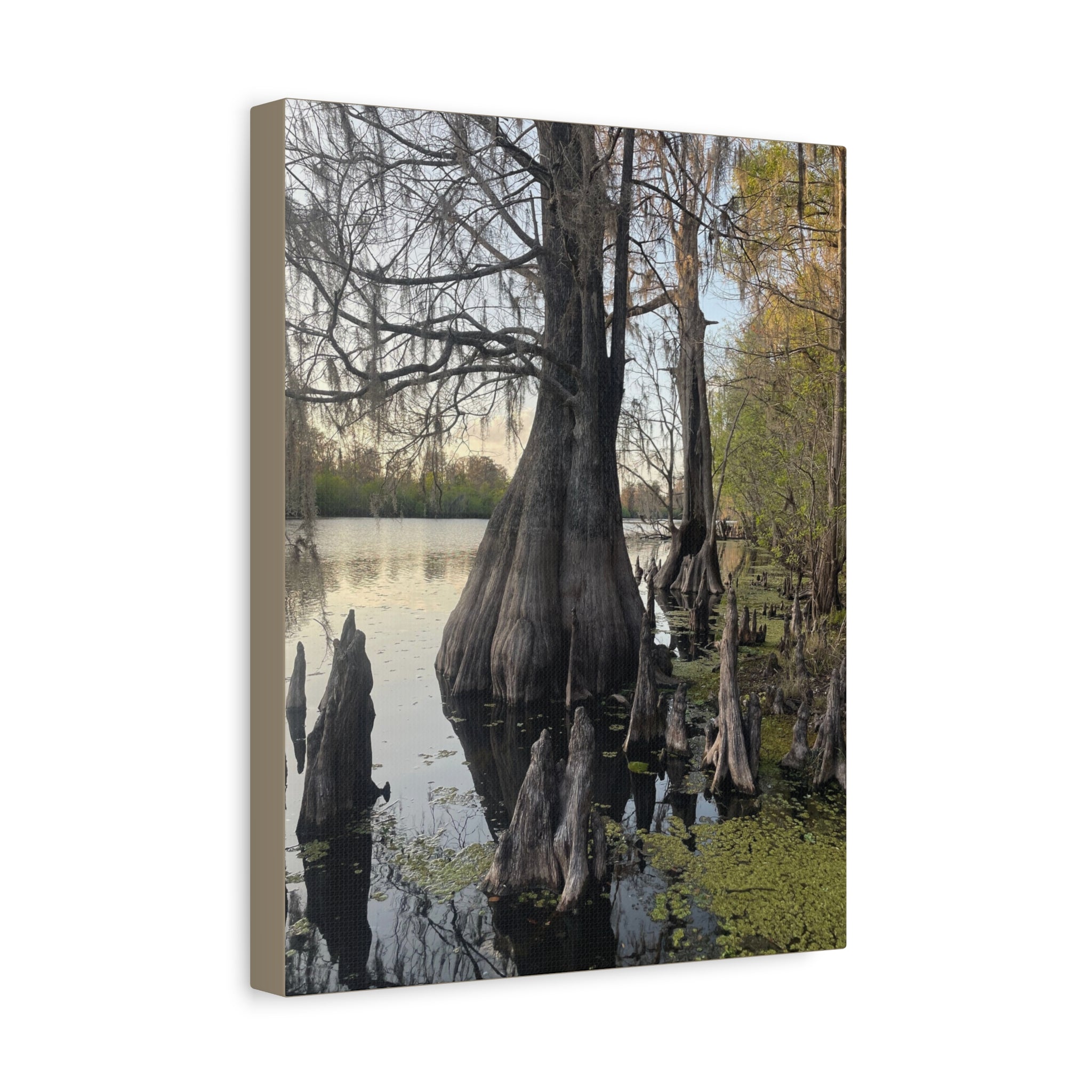 Swamp Matte Stretched Canvas