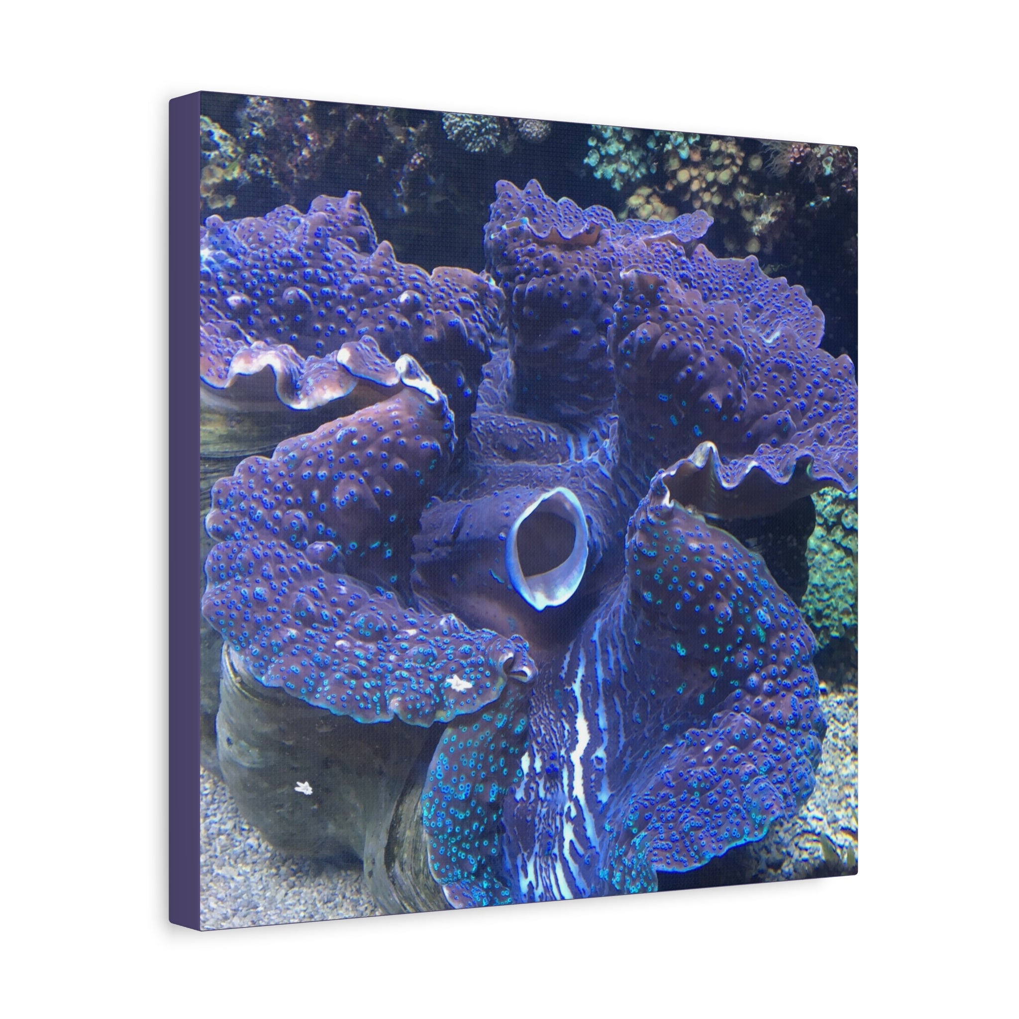Blue Tridacna Clam Matte Canvas Print — Vibrant Ocean Coral Wall Art