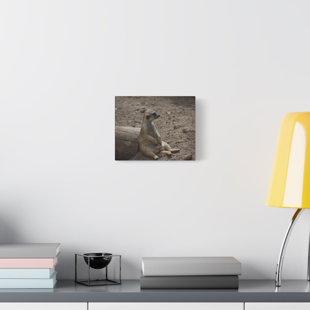 Relaxed Meerkat Matte Canvas Wall Art — Cute Animal Photo Print