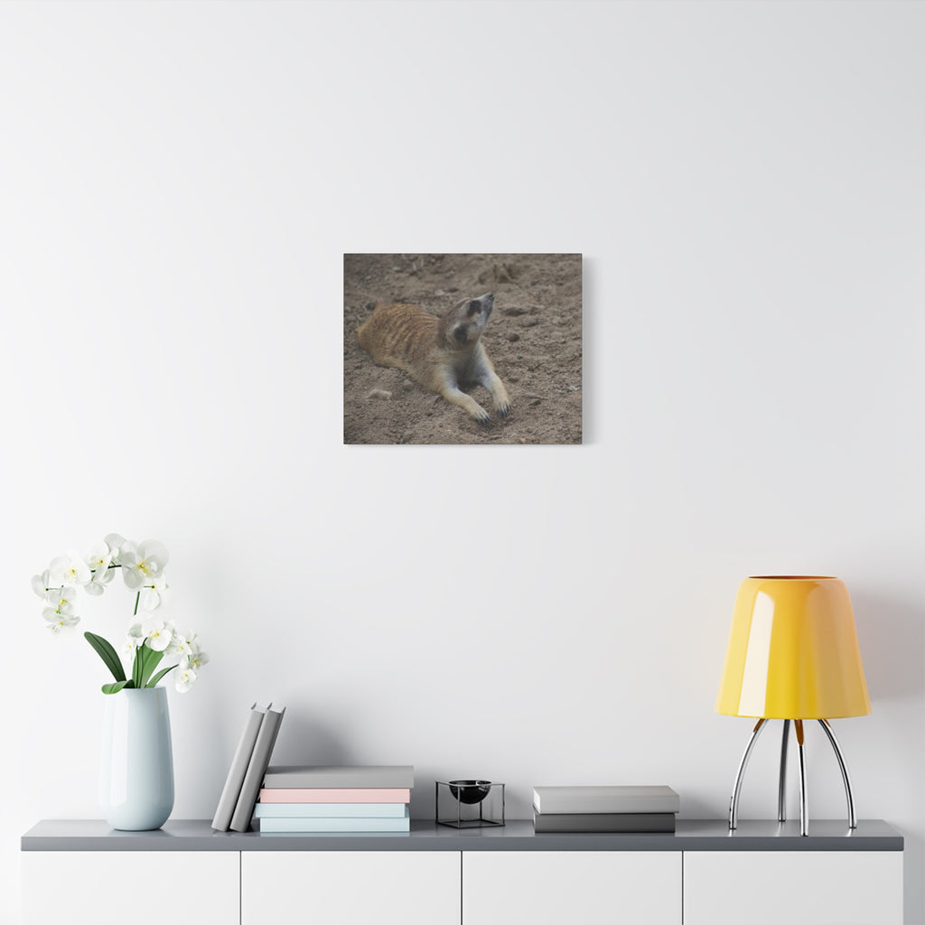 Meerkat Stretch Canvas Wall Art – Relaxed Desert Wildlife Print