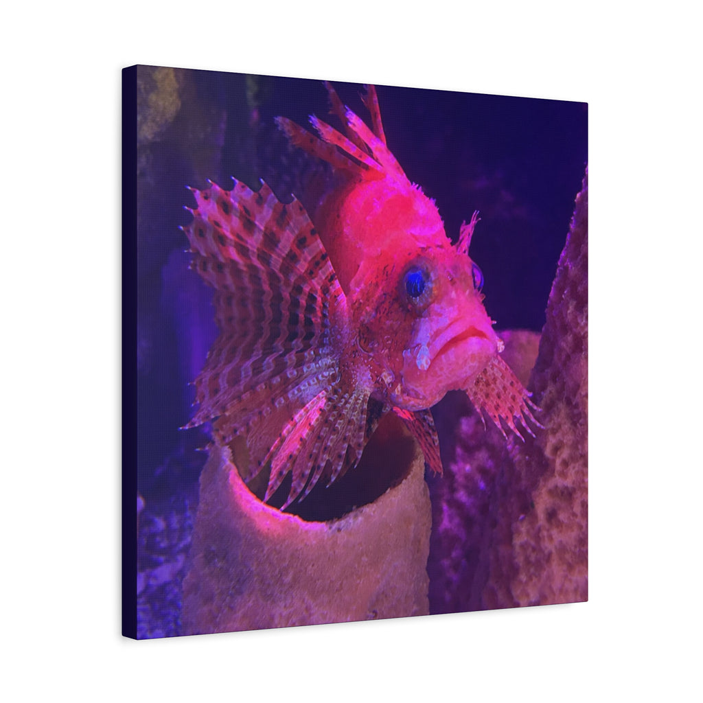 Fuzzy Dwarf Lionfish Canvas Print — Vibrant Marine Wall Art (1.25" Stretched)