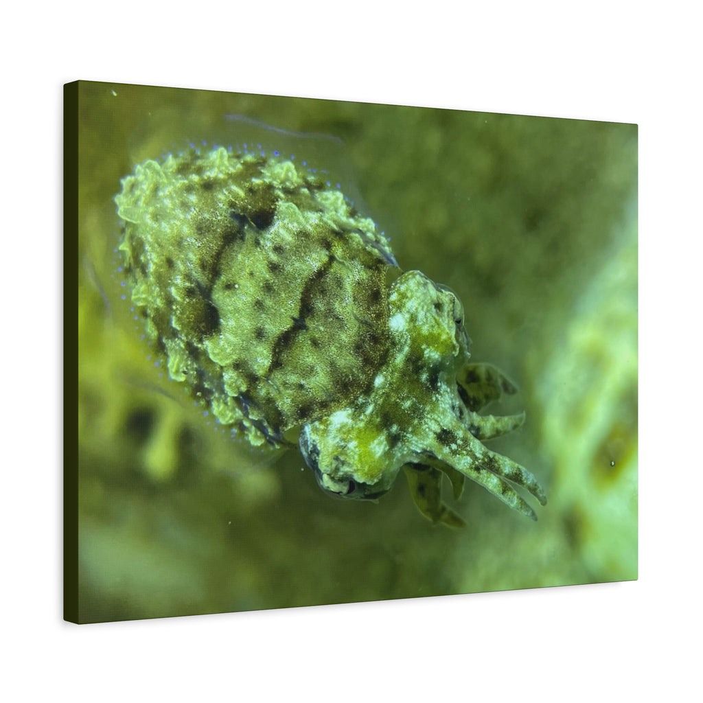 Dwarf Cuttlefish Canvas Print — Matte Stretched Sea Life Wall Art