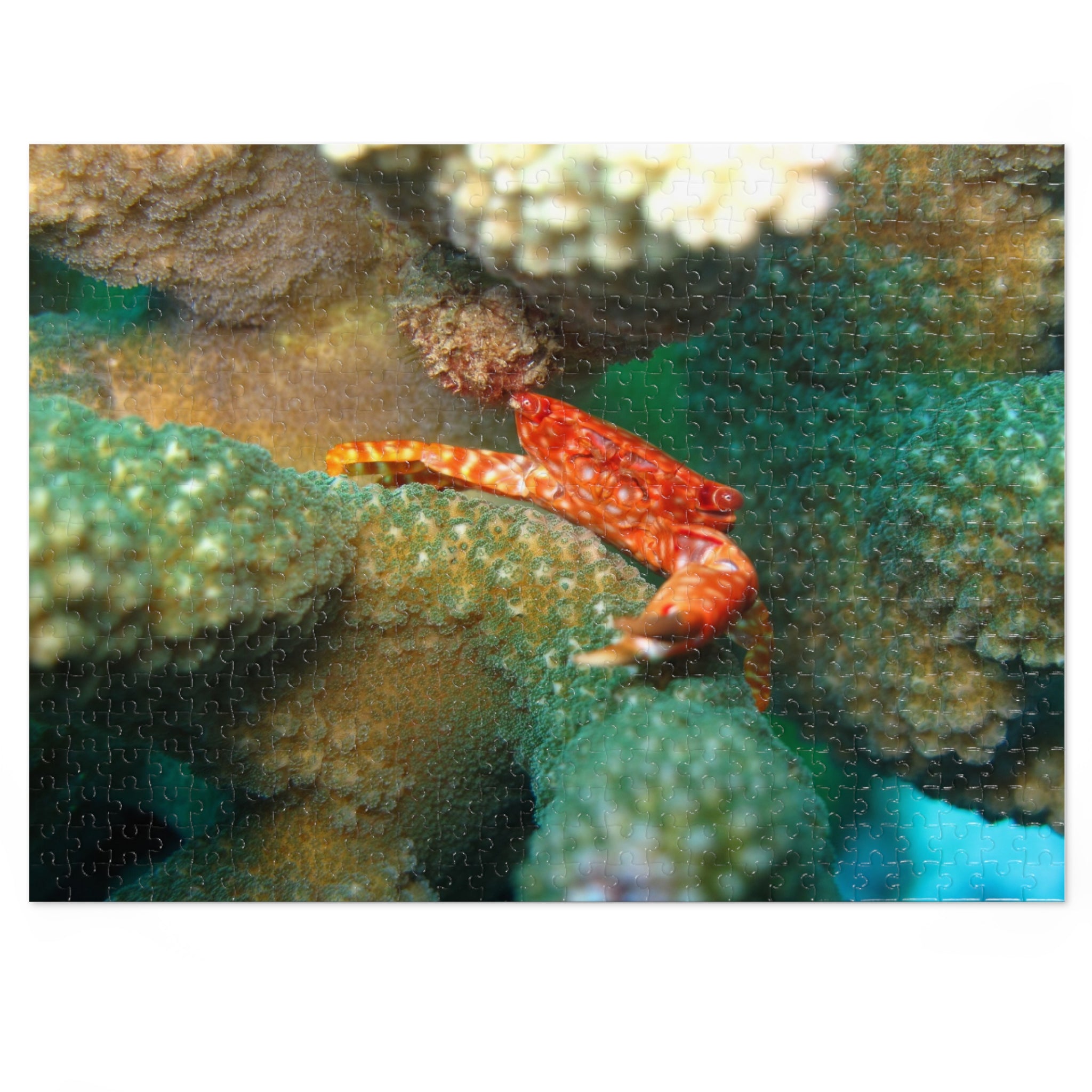 Coral Reef Crab Jigsaw Puzzle (with Tin) — Ocean Puzzle Gift