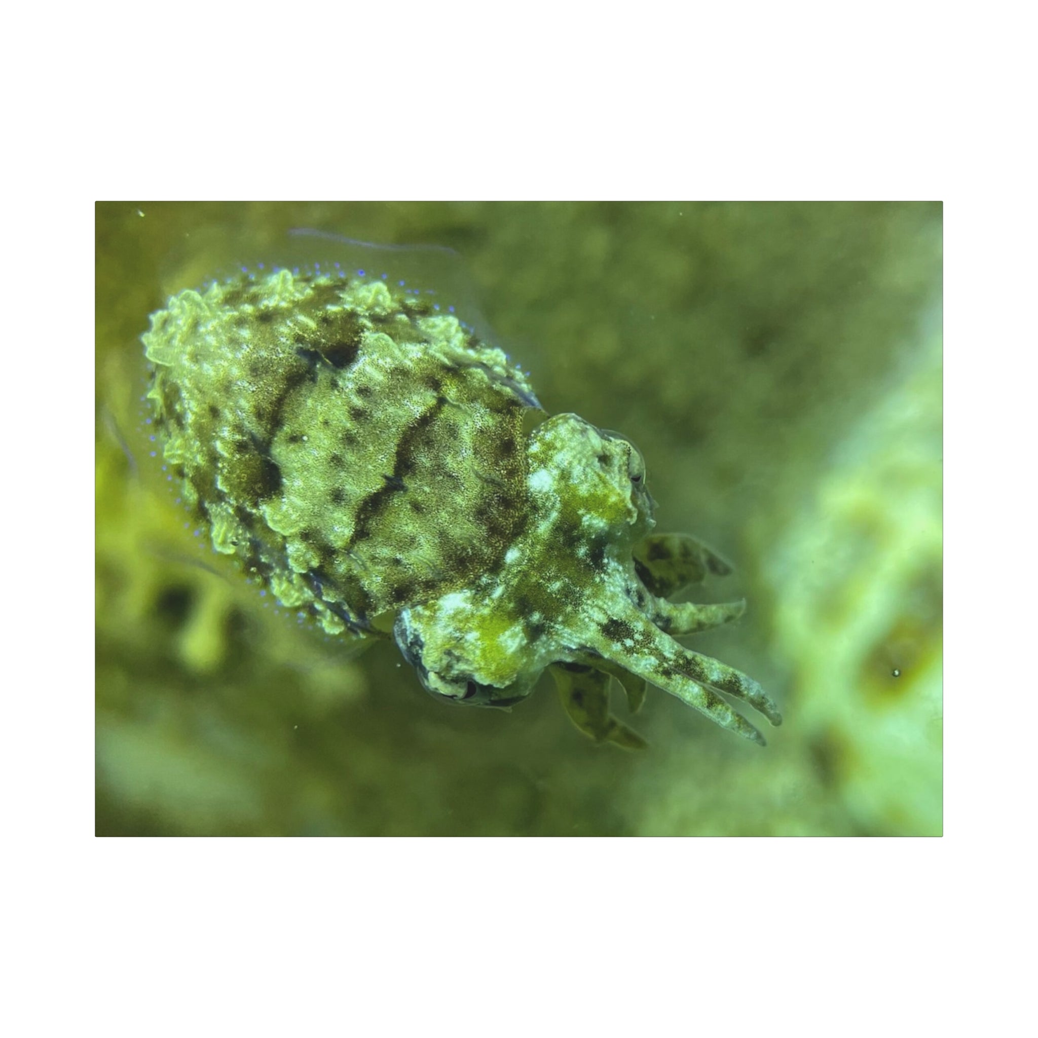 Dwarf Cuttlefish Canvas Print — Matte Stretched Sea Life Wall Art
