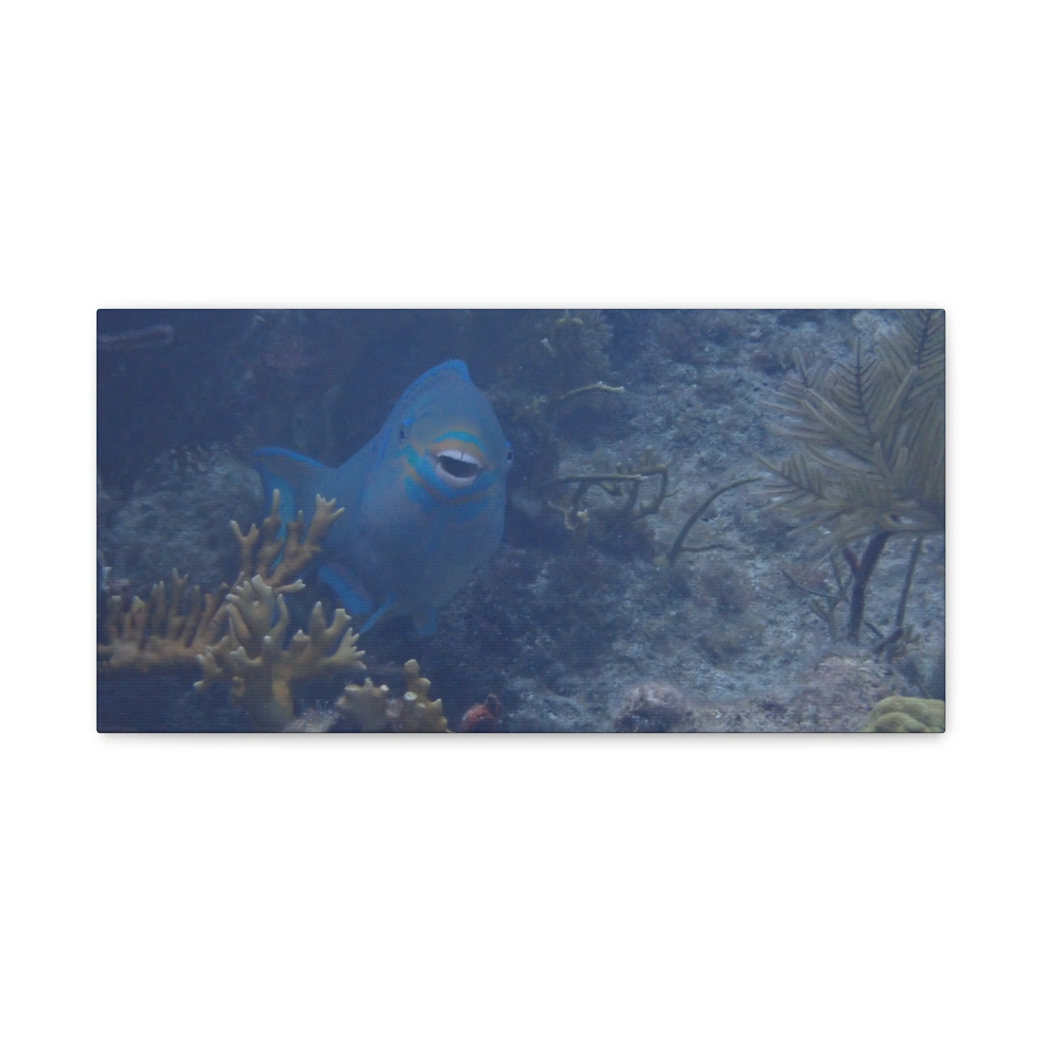 Underwater Parrotfish Canvas Print — Tropical Reef Wall Art