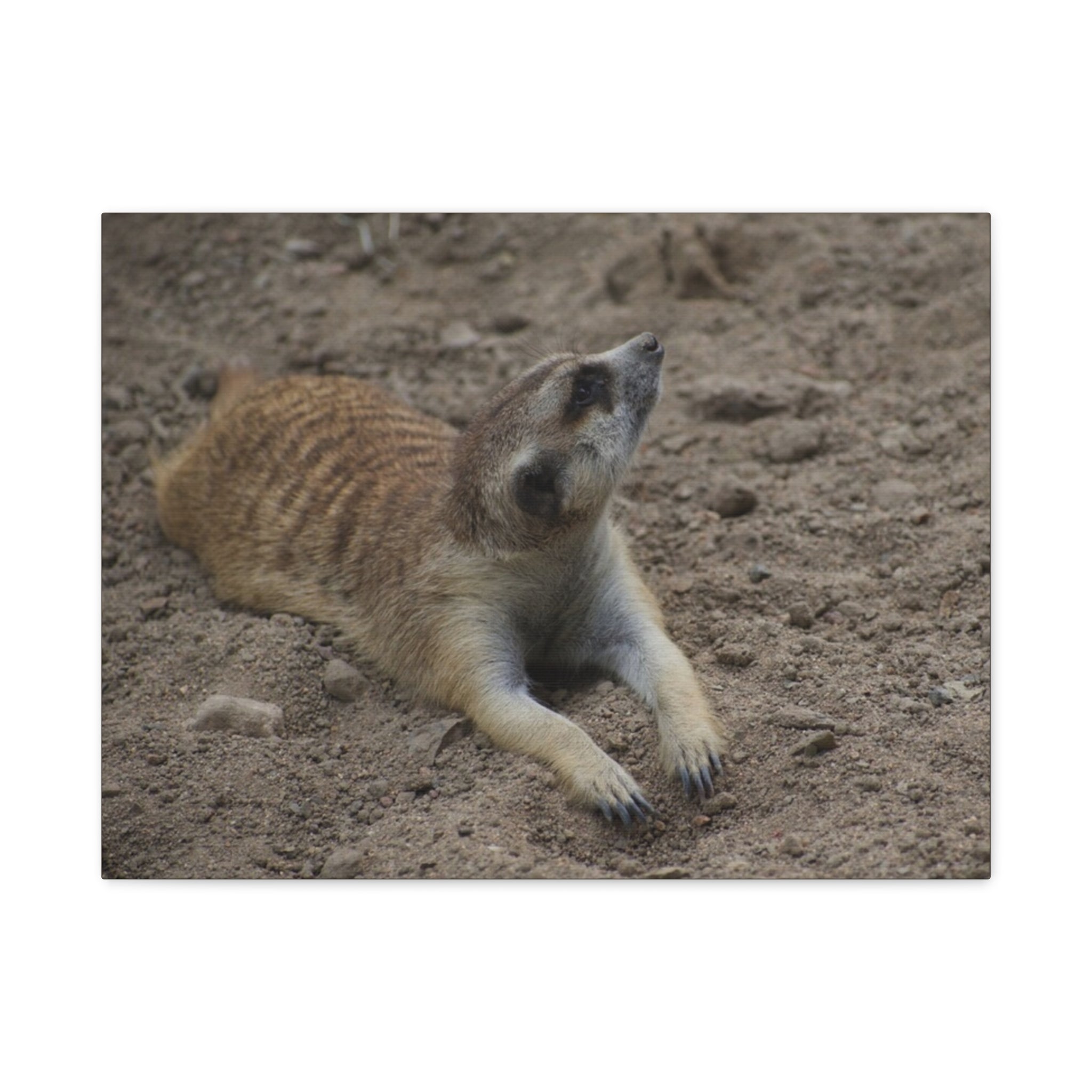 Meerkat Stretch Canvas Wall Art – Relaxed Desert Wildlife Print