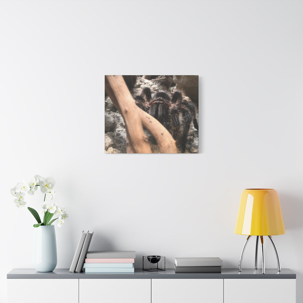 Tarantula Staredown Matte Canvas Print — Naturalistic Arachnid Wall Art
