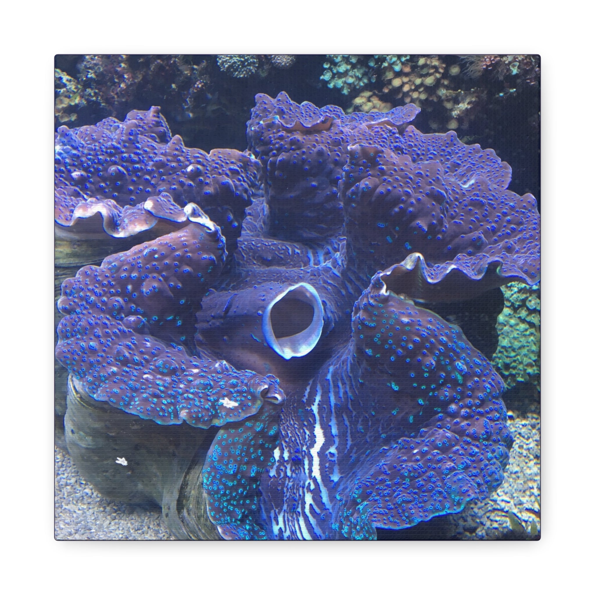 Blue Tridacna Clam Matte Canvas Print — Vibrant Ocean Coral Wall Art