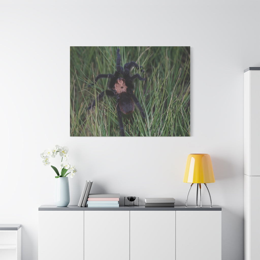 Roaming Tarantula Wall Art Canvas - Realistic Spider Photography on Matte Stretched Canvas