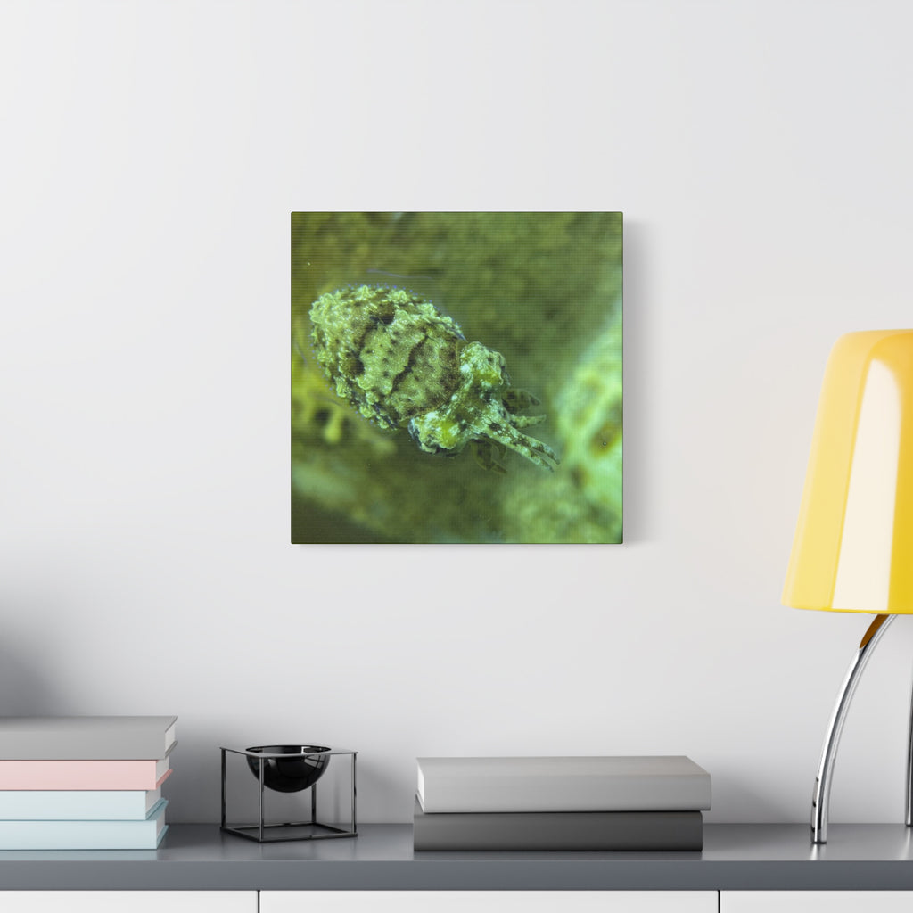 Dwarf Cuttlefish Canvas Print — Matte Stretched Sea Life Wall Art