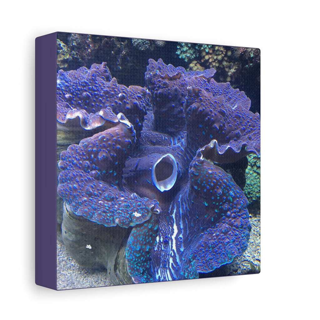 Blue Tridacna Clam Matte Canvas Print — Vibrant Ocean Coral Wall Art
