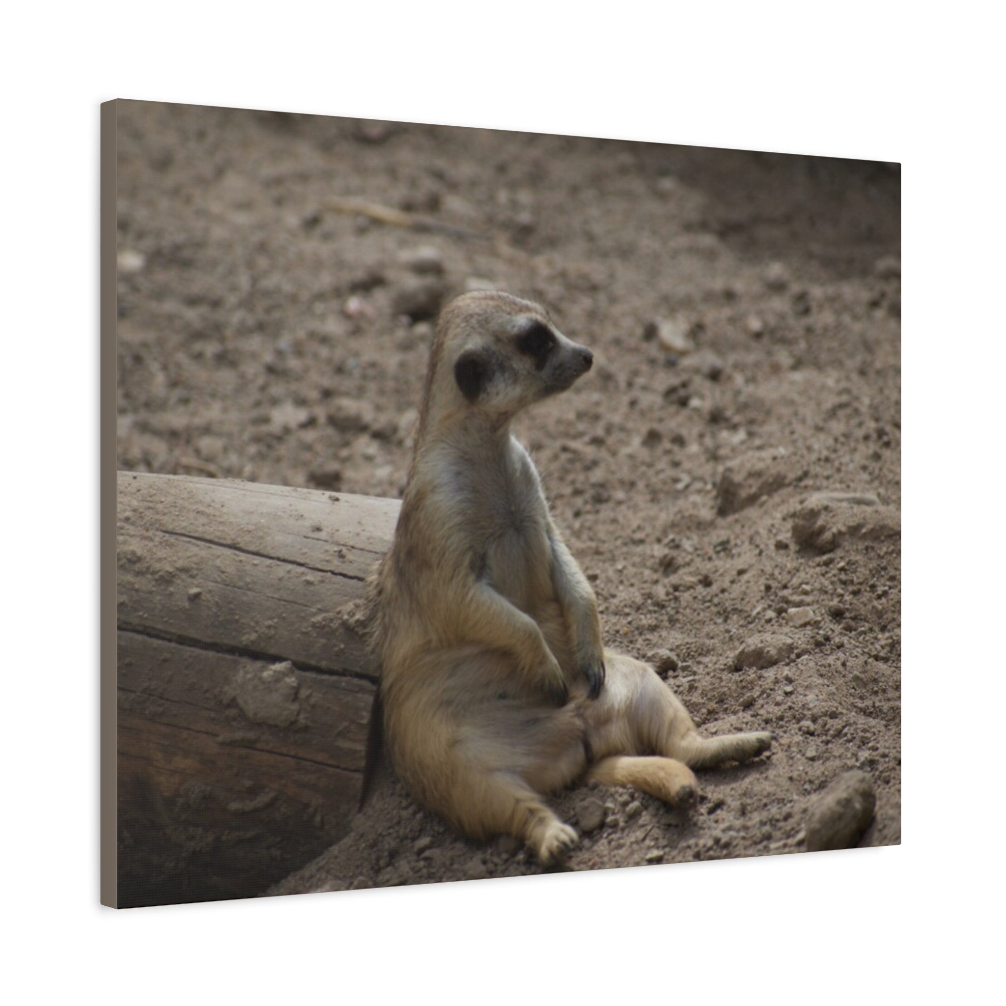 Relaxed Meerkat Matte Canvas Wall Art — Cute Animal Photo Print