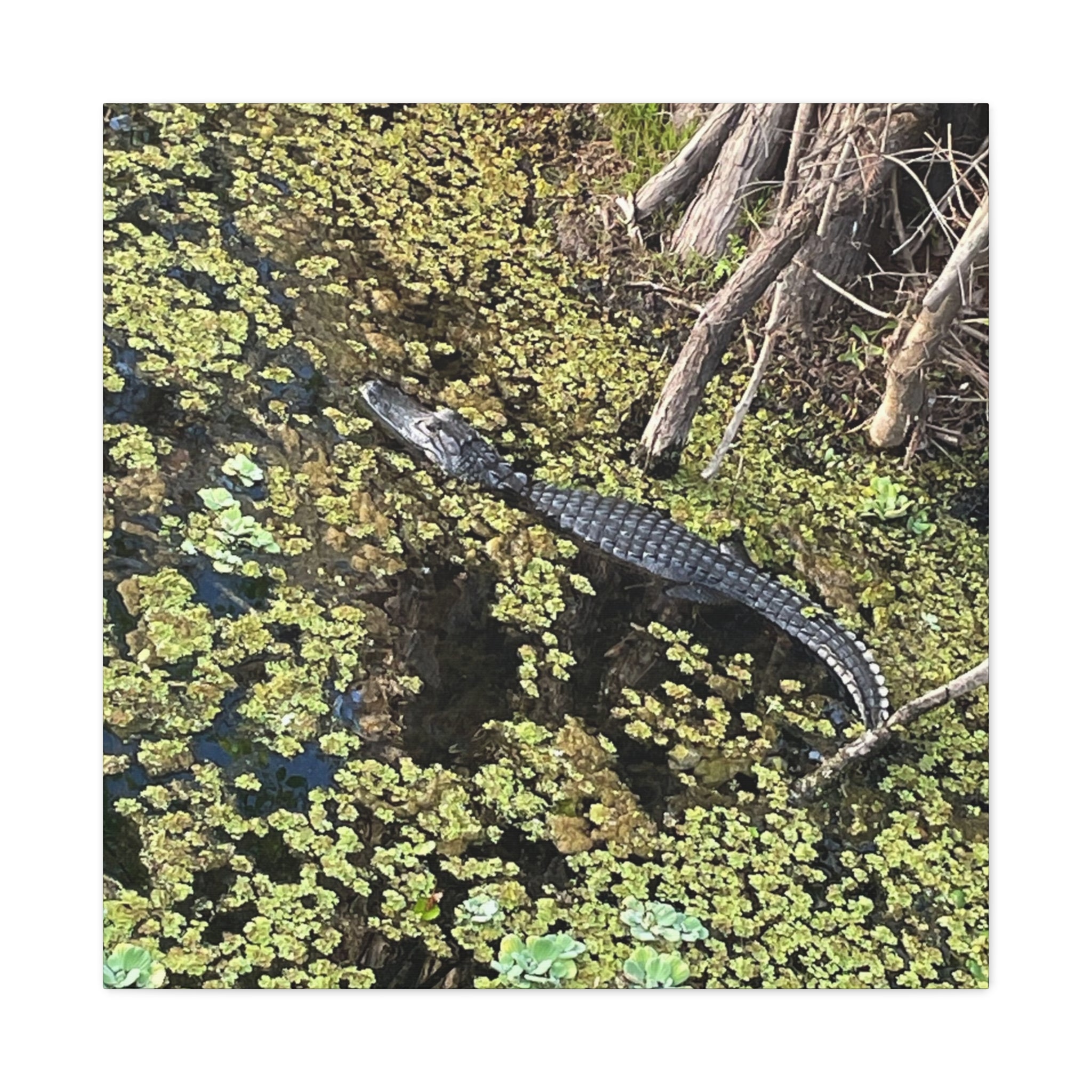 Alligator Photography Canvas Print — Matte Stretched Wall Art