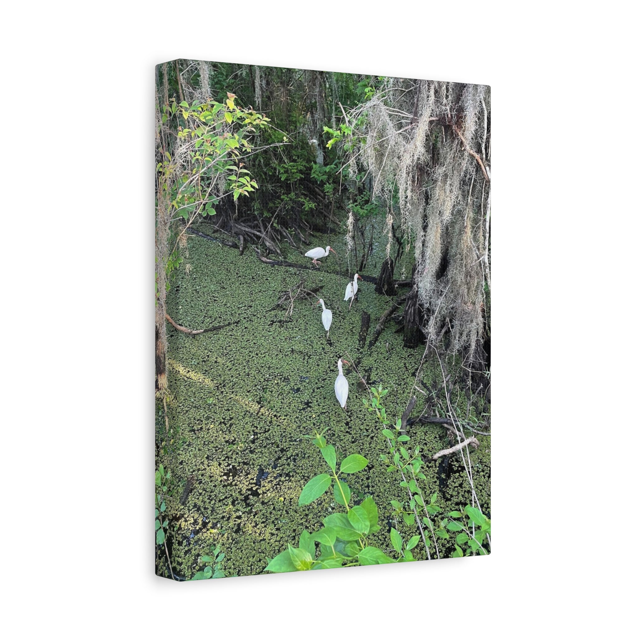 Swamp Egrets Canvas Print — Matte Stretched Nature Wall Art