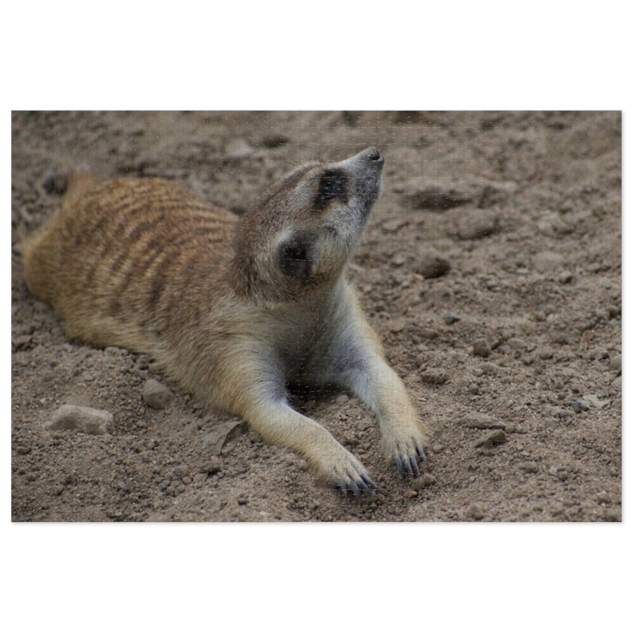 Meerkat Jigsaw Puzzle with Tin – Wildlife Puzzle Gift