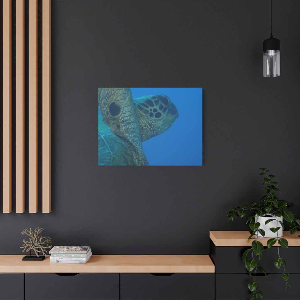 Green Sea Turtle Wall Canvas — Matte Stretched Ocean Photography Art