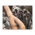Tarantula Staredown Matte Canvas Print — Naturalistic Arachnid Wall Art