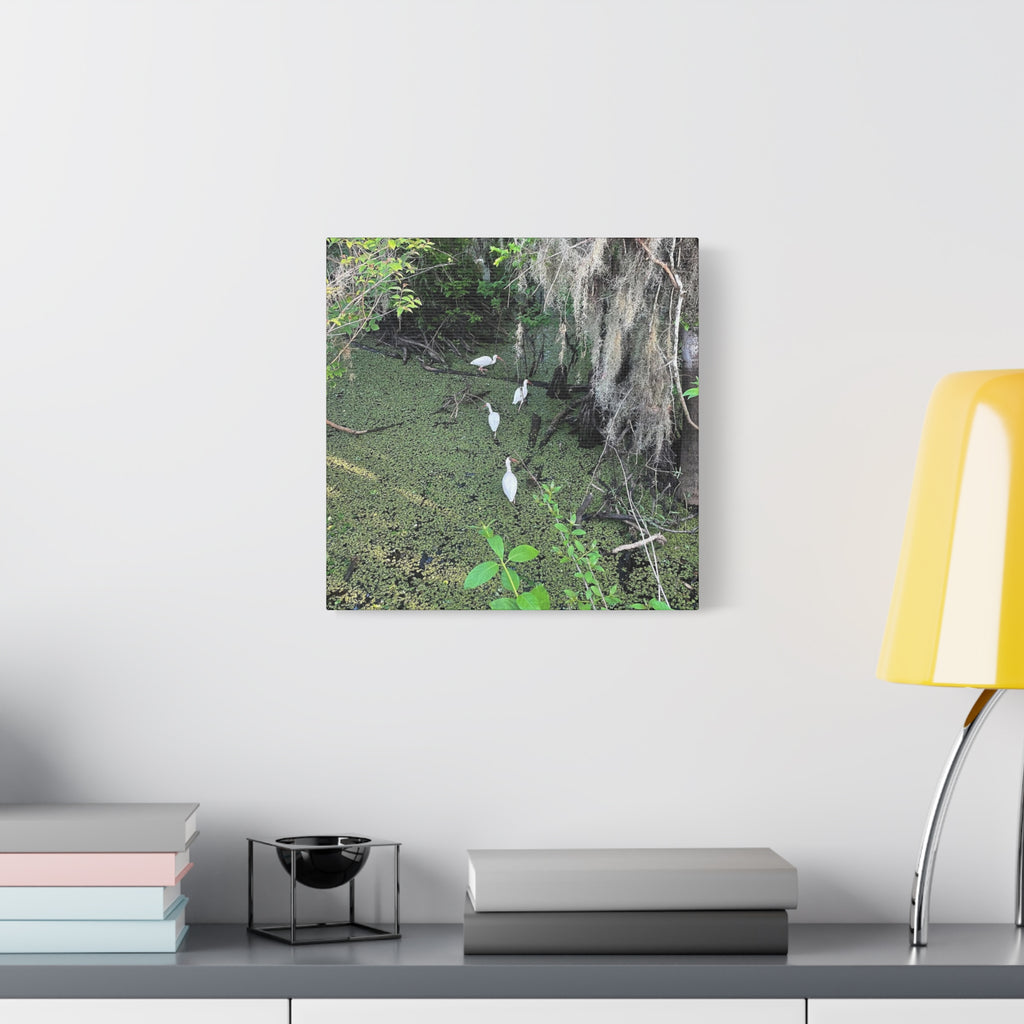 Swamp Egrets Canvas Print — Matte Stretched Nature Wall Art