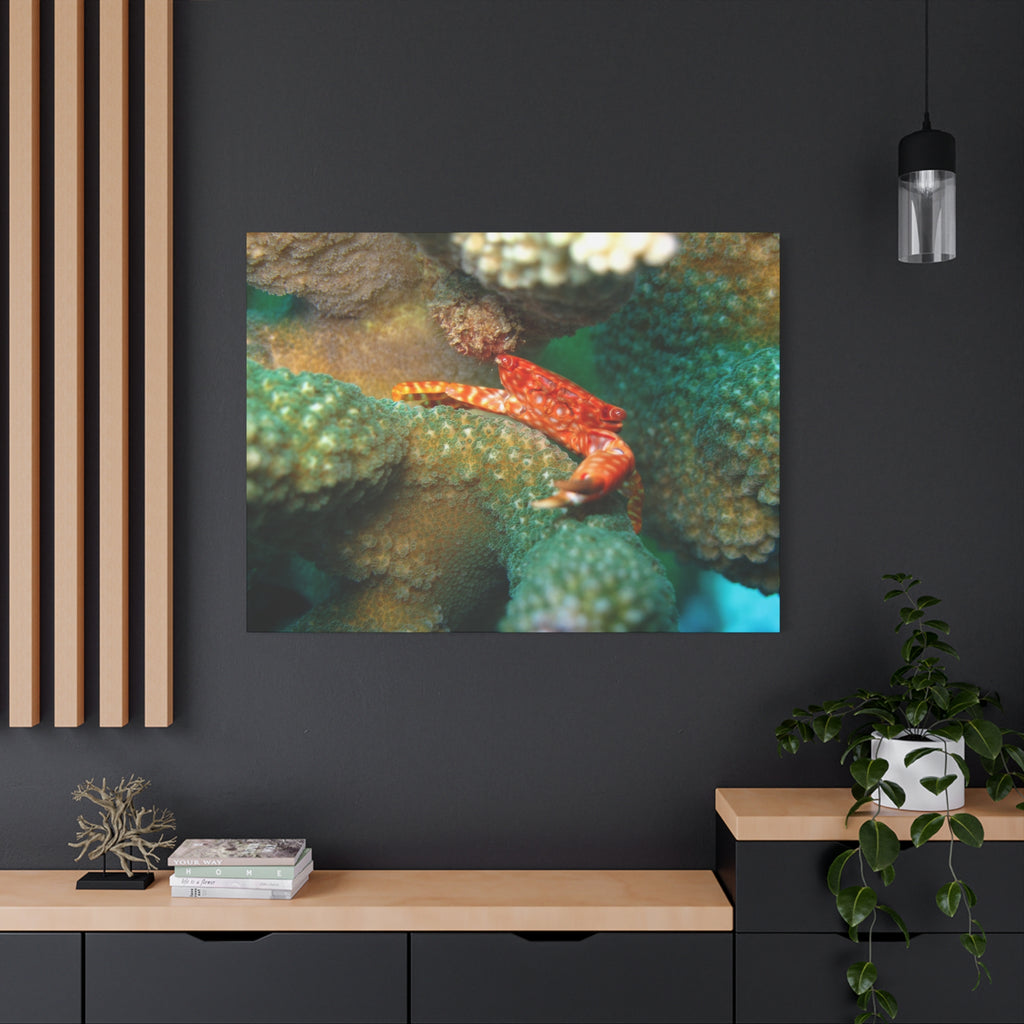 Coral Reef Crab Matte Canvas Print — Underwater Marine Wall Art