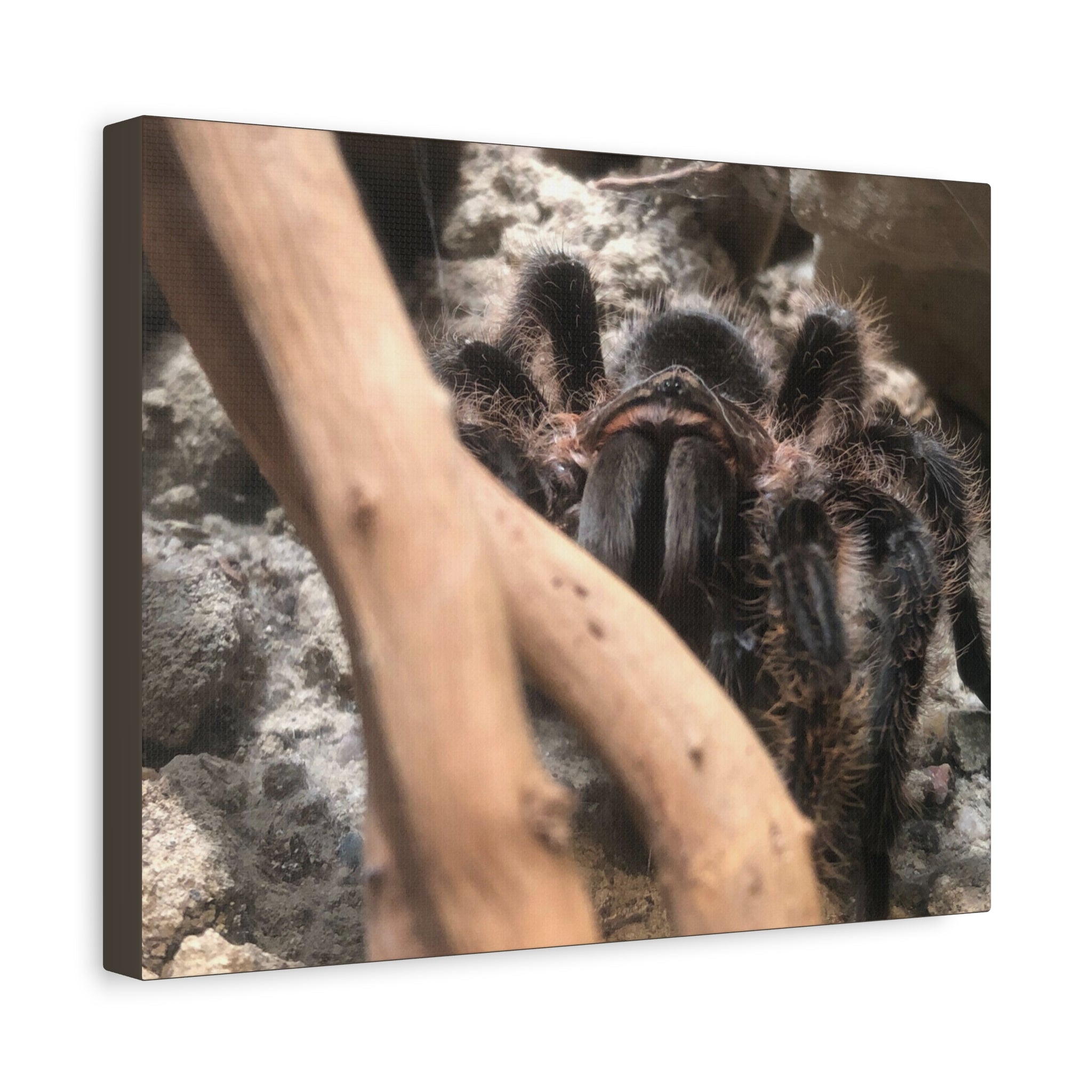 Tarantula Staredown Matte Canvas Print — Naturalistic Arachnid Wall Art