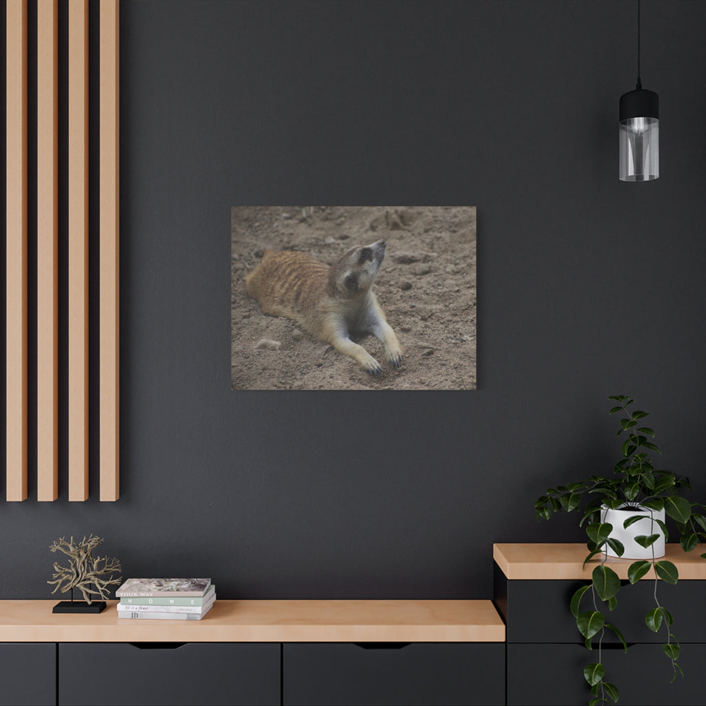 Meerkat Stretch Canvas Wall Art – Relaxed Desert Wildlife Print