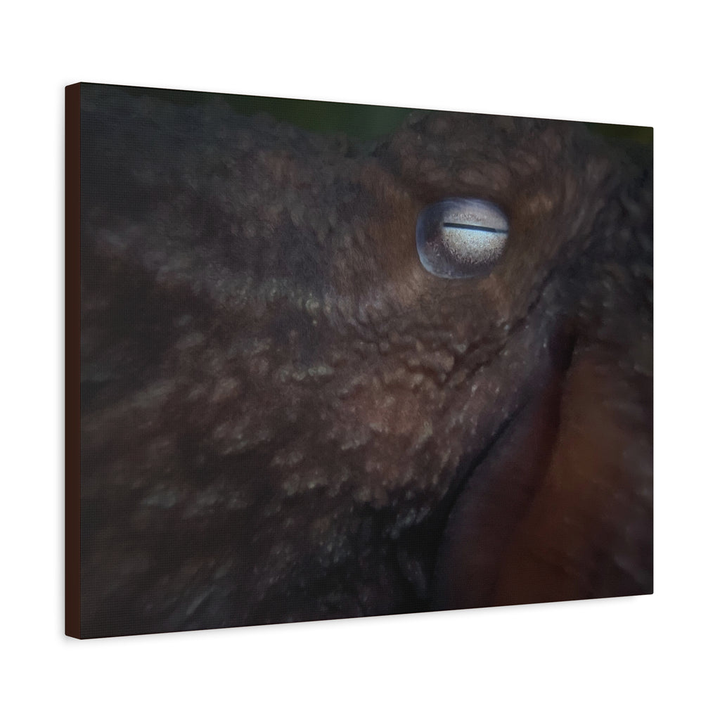 Octopus Eye Matte Canvas Print — Deep Sea Photography Wall Art