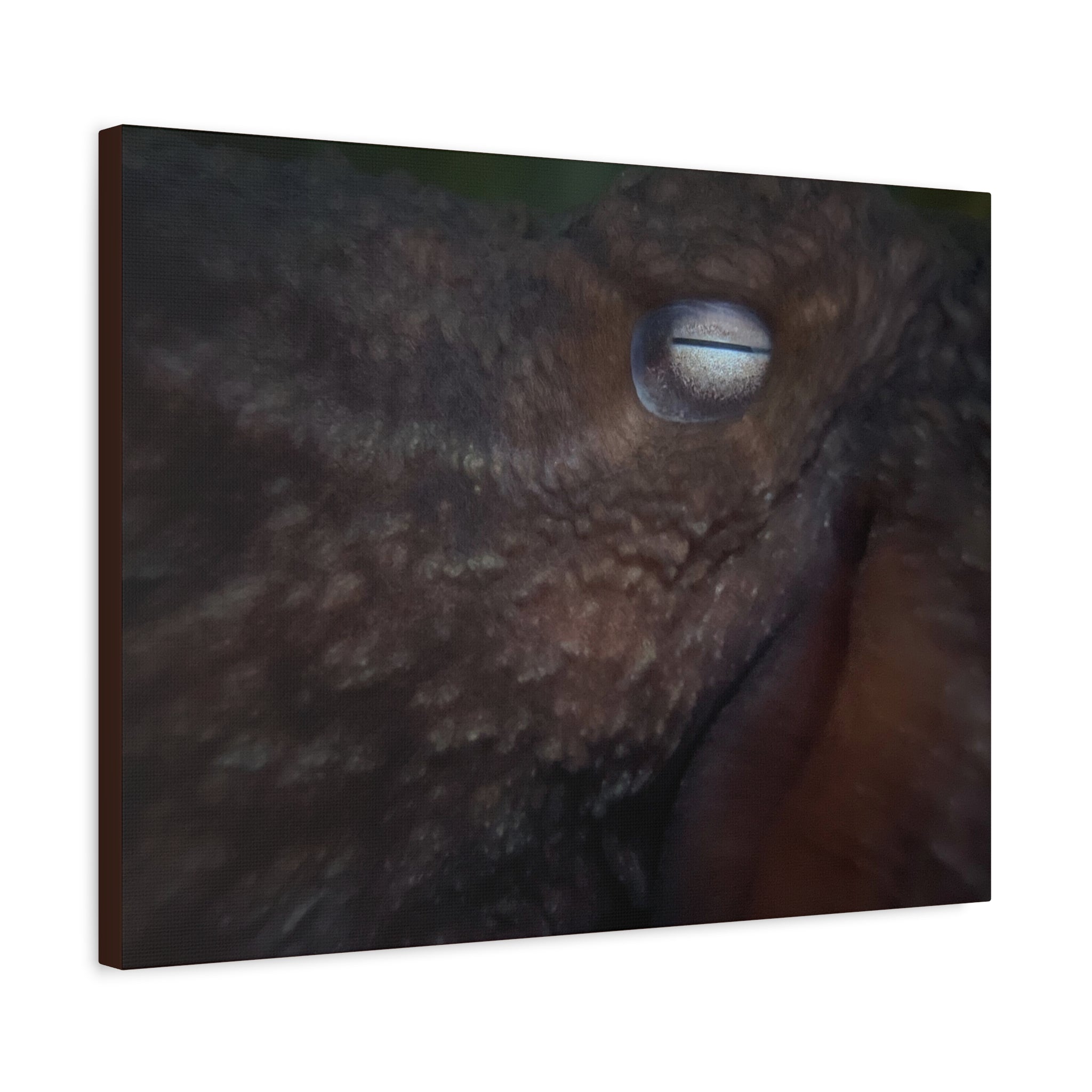 Octopus Eye Matte Canvas Print — Deep Sea Photography Wall Art