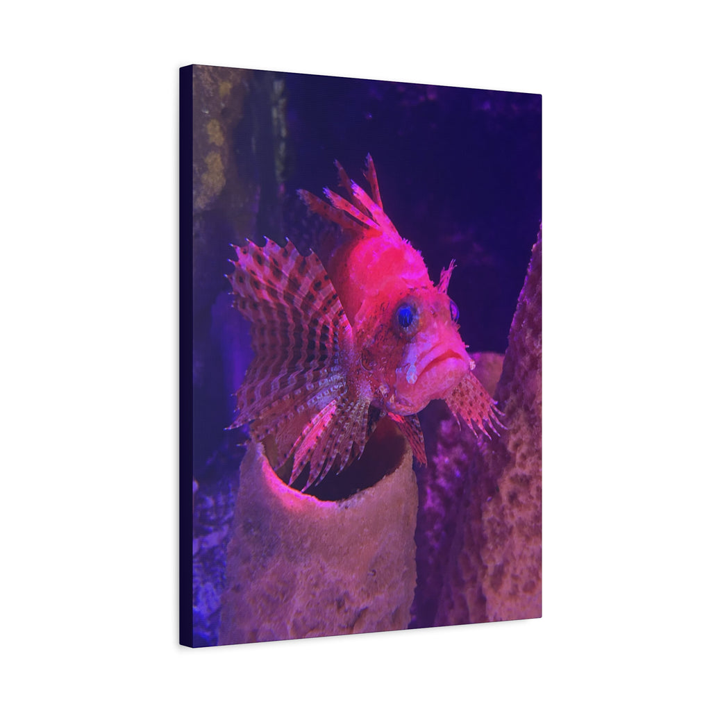 Fuzzy Dwarf Lionfish Canvas Print — Vibrant Marine Wall Art (1.25" Stretched)