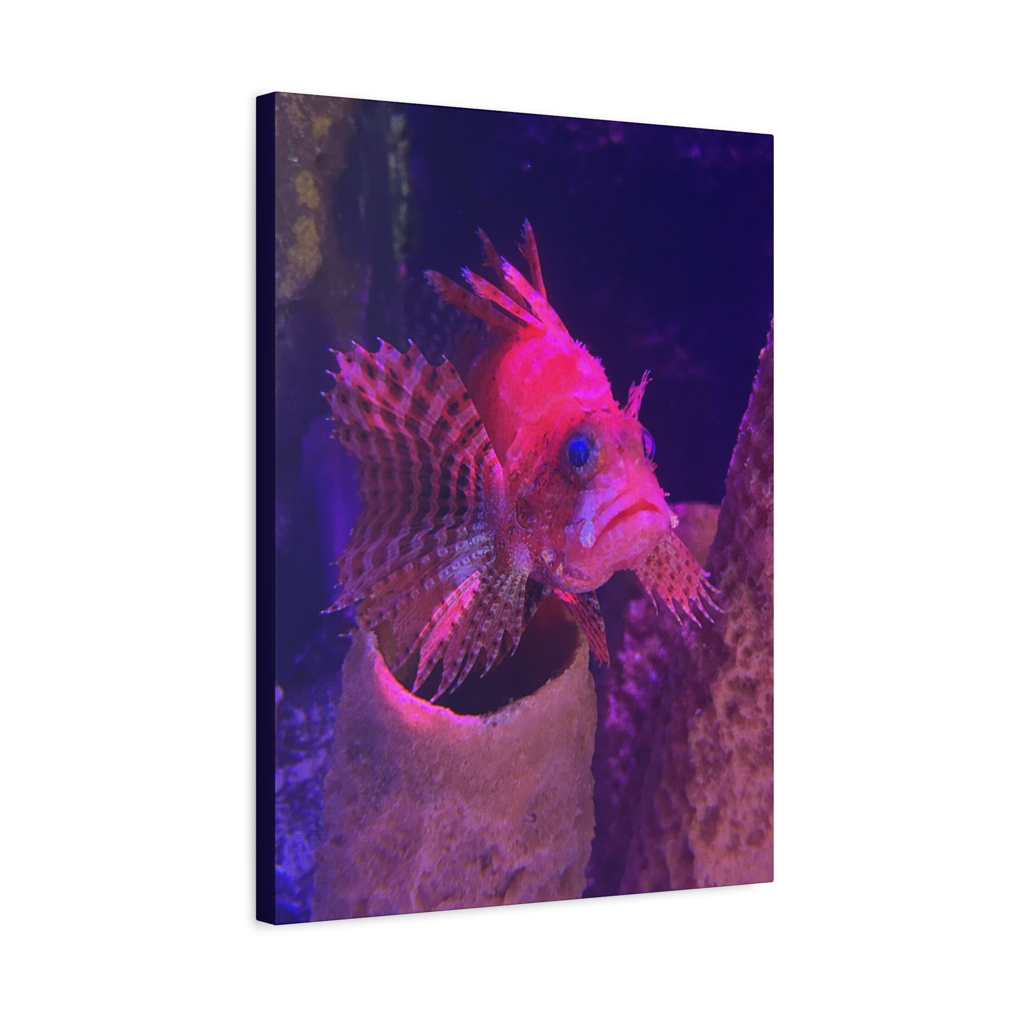 Fuzzy Dwarf Lionfish Canvas Print — Vibrant Marine Wall Art (1.25" Stretched)