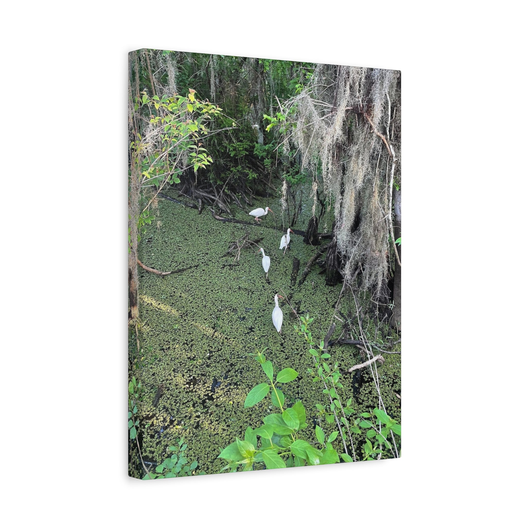Swamp Egrets Canvas Print — Matte Stretched Nature Wall Art