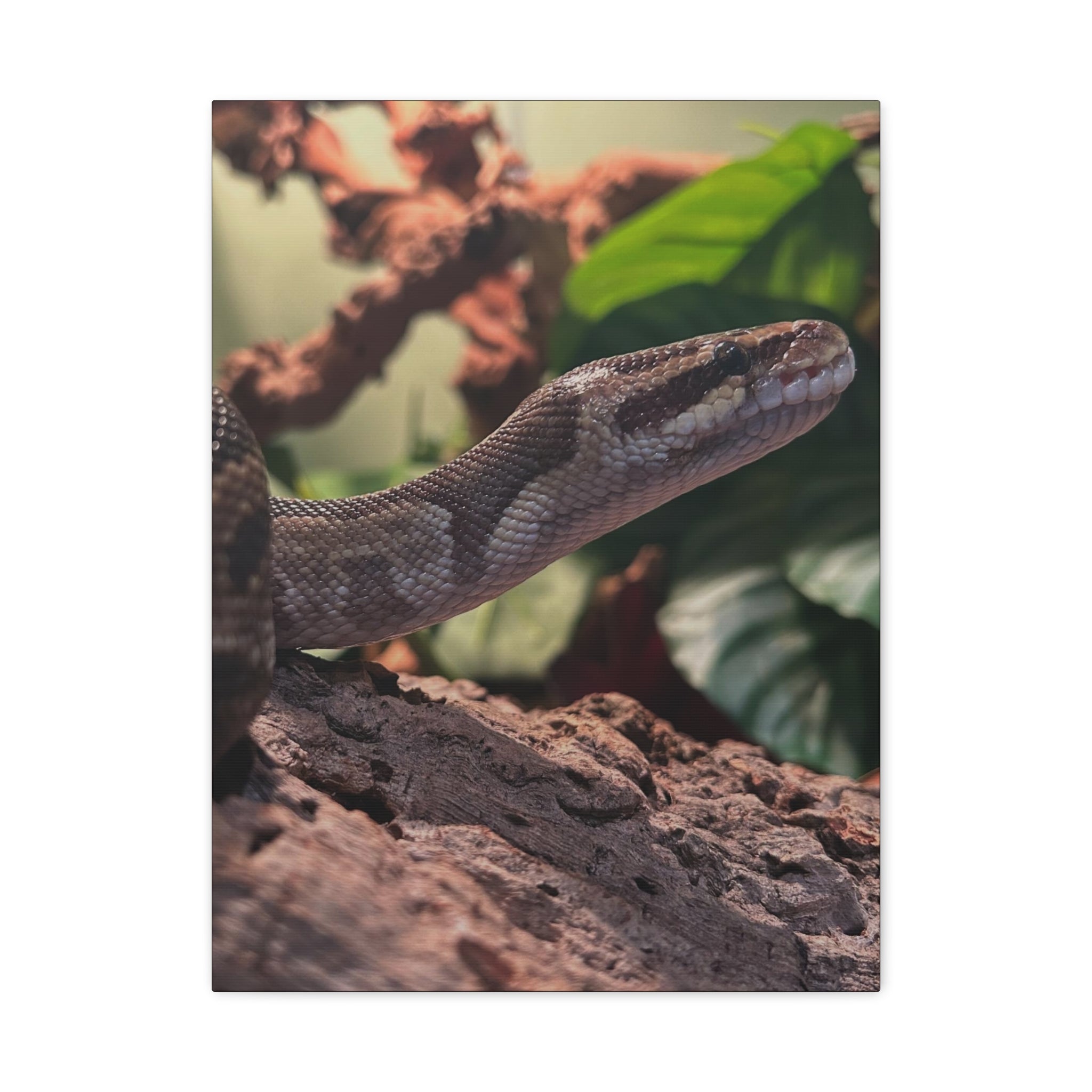 Ball Python Wildlife Matte Stretched Canvas Print — Reptile Wall Art