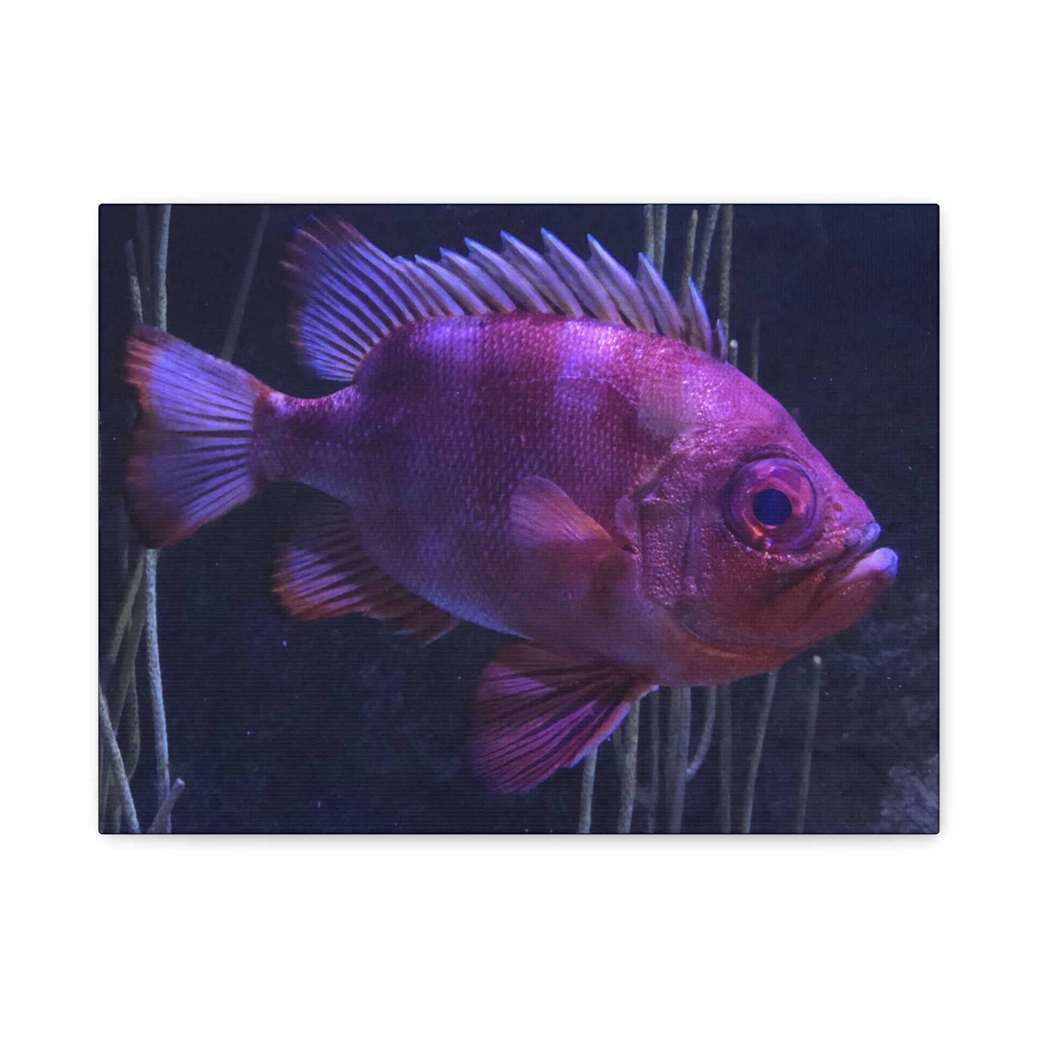Popeye Catalufa Canvas Print — Vibrant Ocean Wall Art