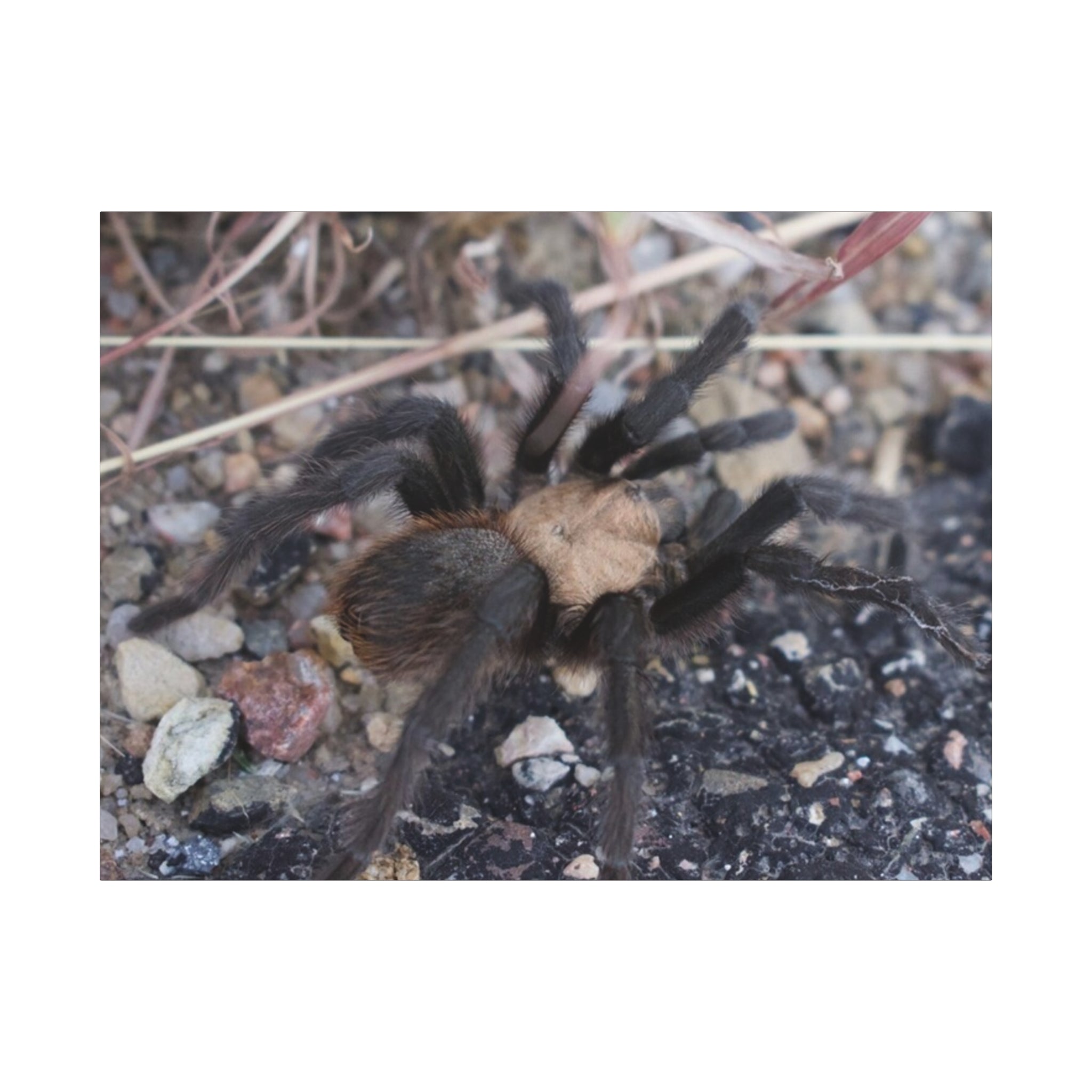 Tarantula Canvas Print — Matte Stretched Wall Art