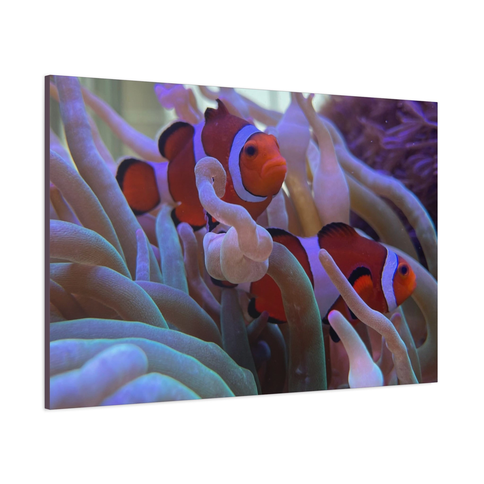 Clownfish Reef Matte Stretched Canvas Wall Art