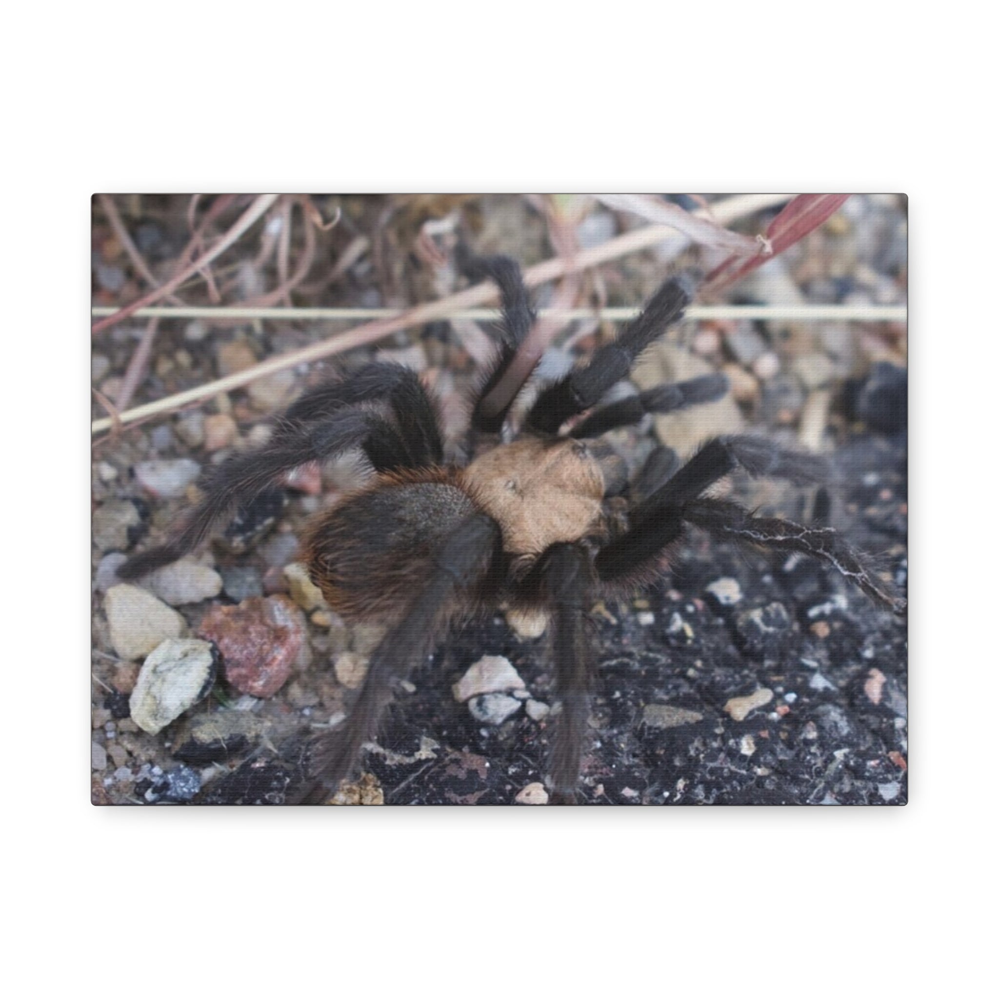Tarantula Canvas Print — Matte Stretched Wall Art