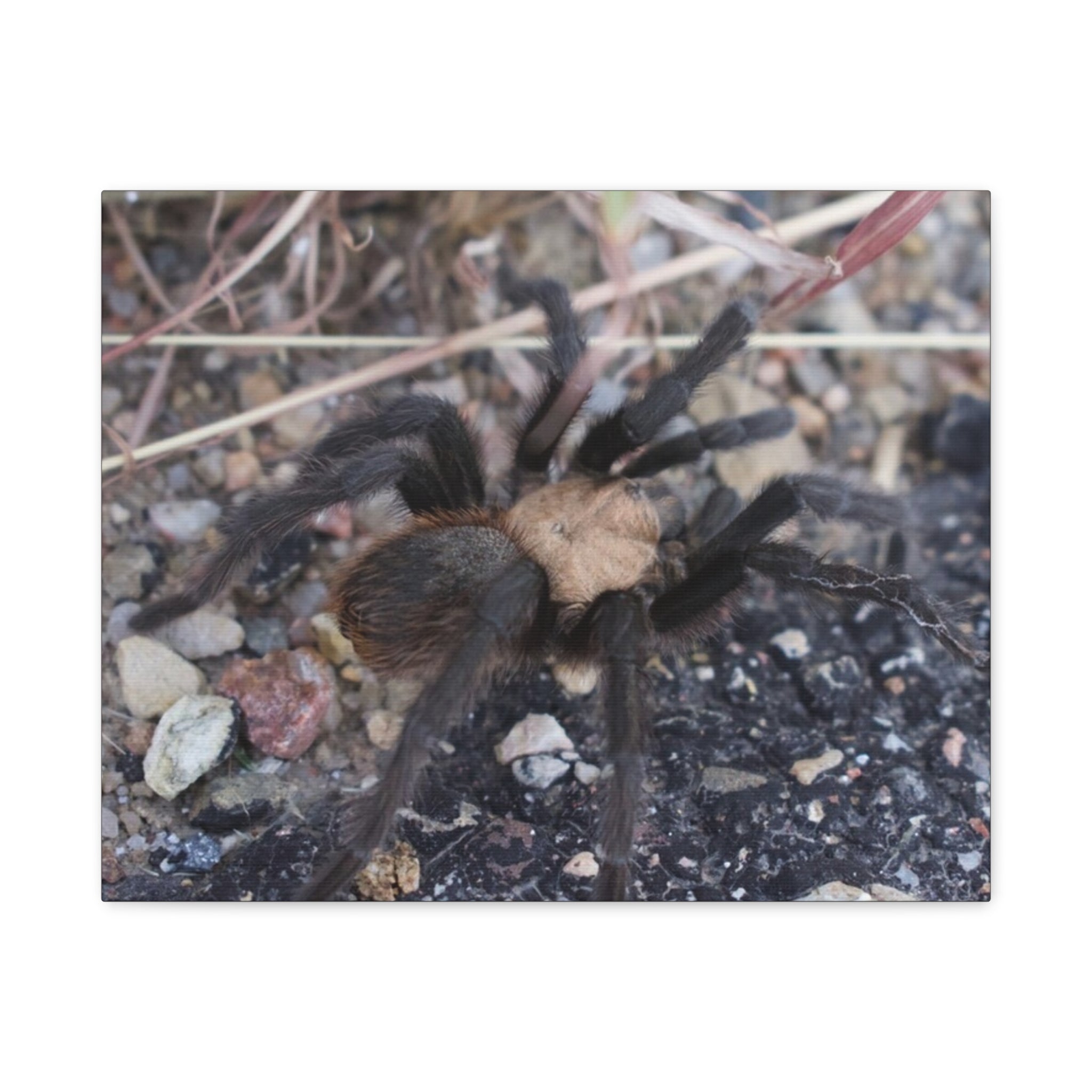 Tarantula Canvas Print — Matte Stretched Wall Art